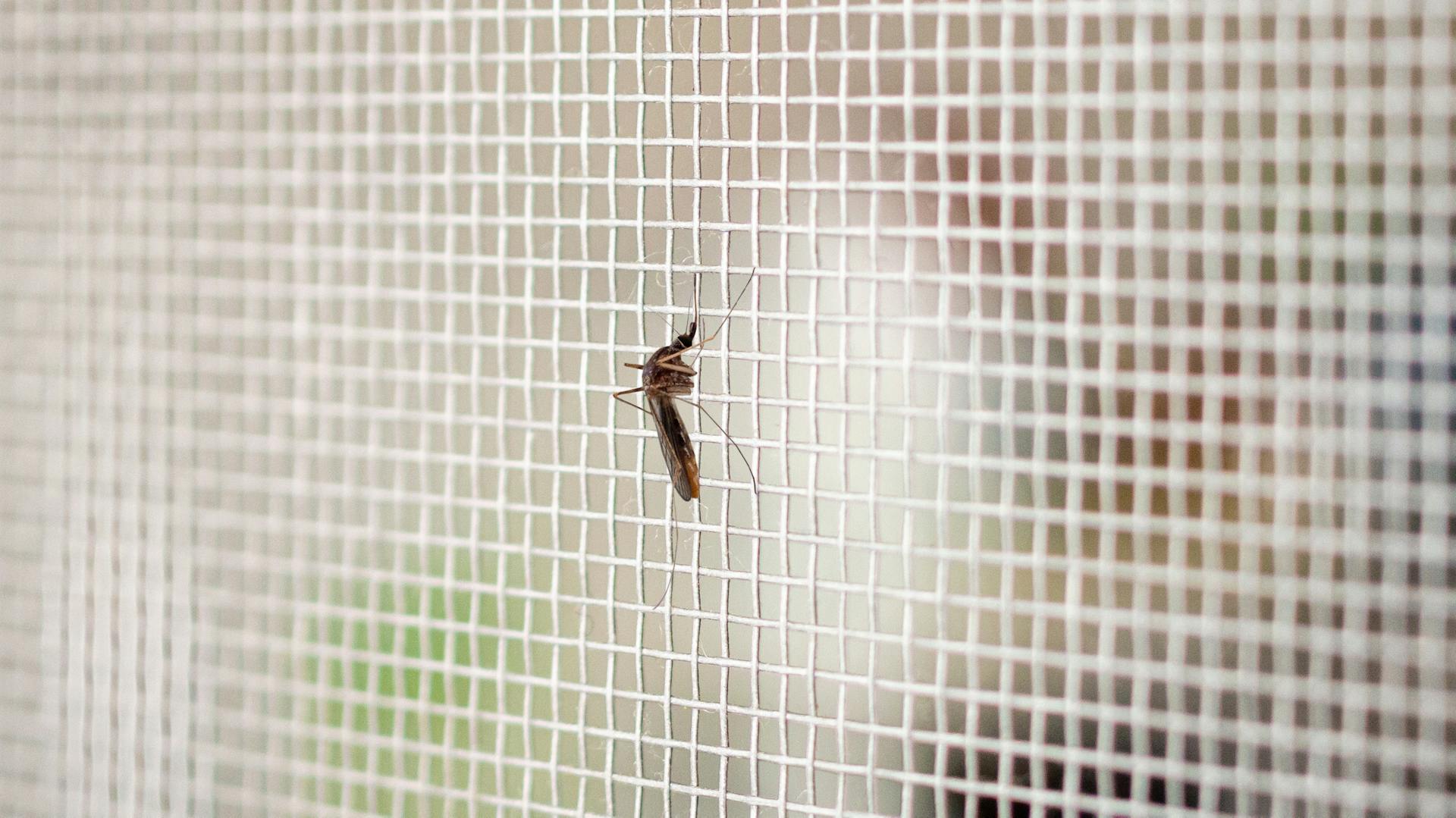 Eine Mücke sitzt auf einem Fliegengitter.