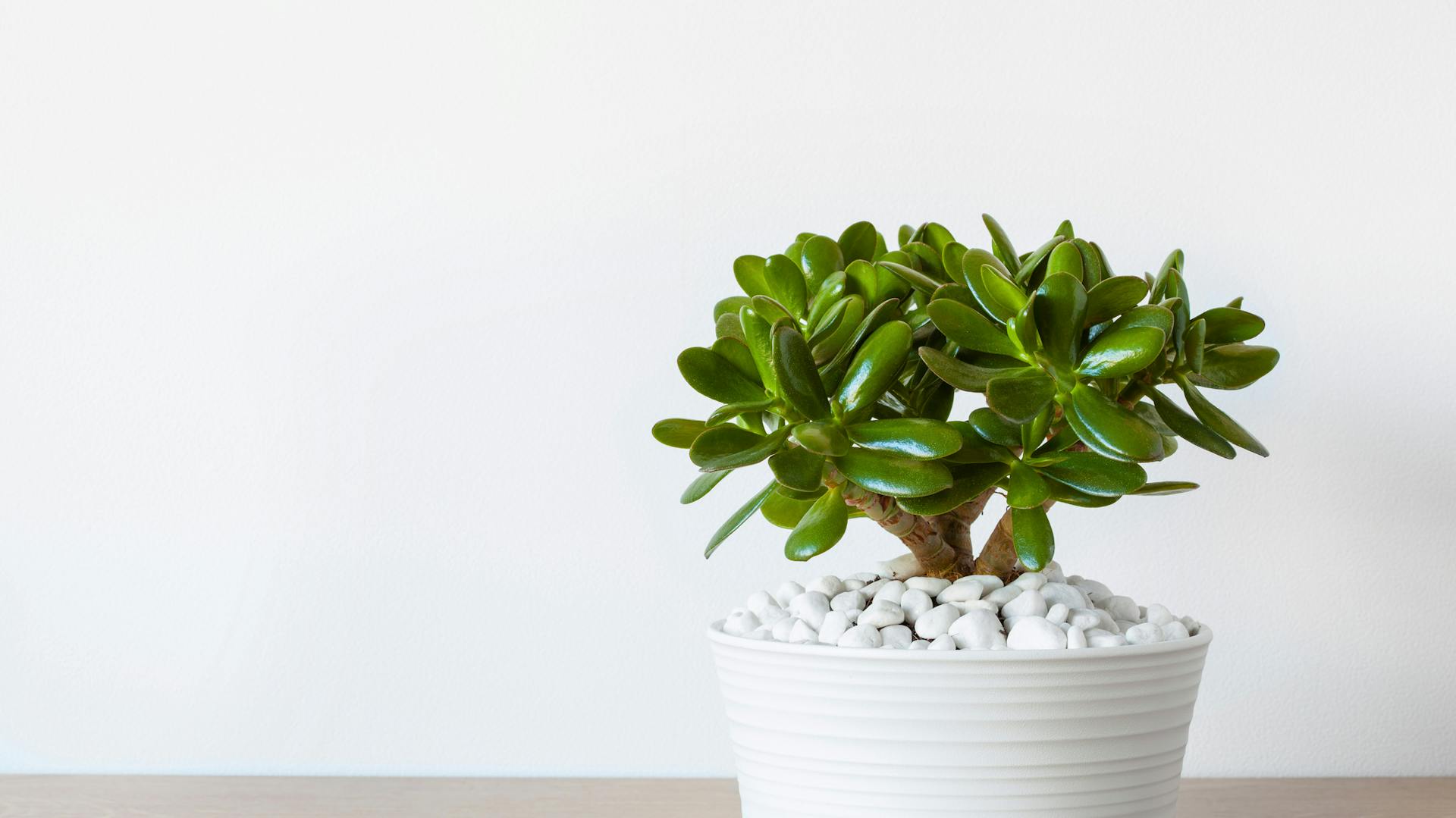 Geldbaum im weißen Topf