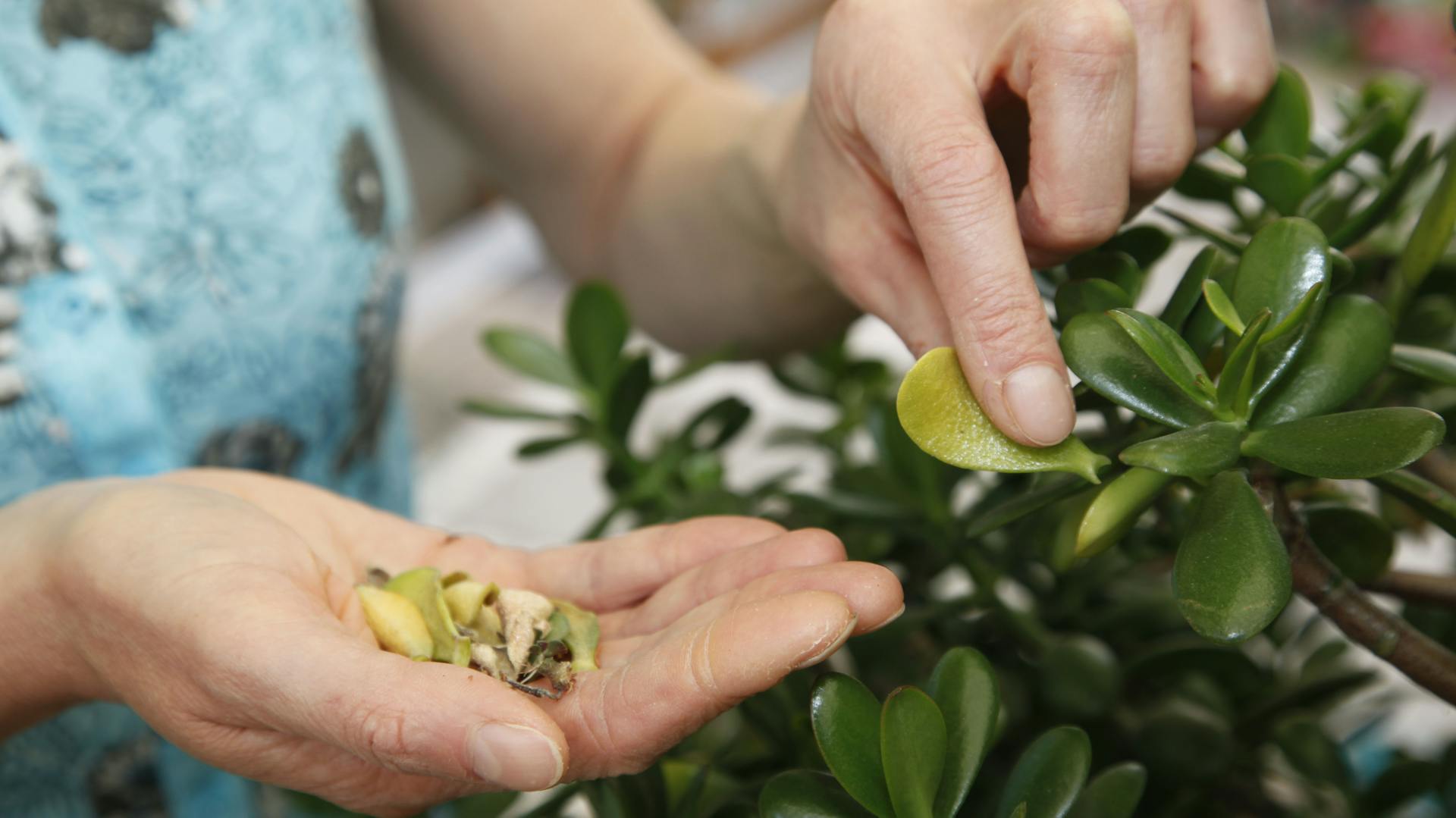 Eine Person zupft einige gelbe Blätter vom Geldbaum.