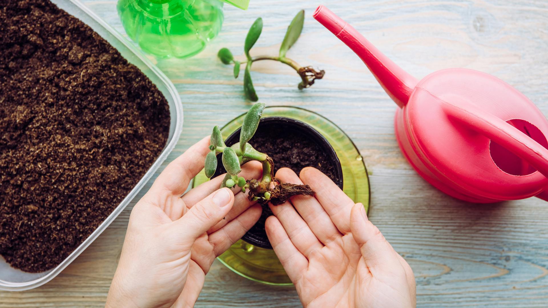 Zwei Hände halten einen bewurzelten Kopfsteckling eines Geldbaums über einem mit Erde gefüllten Topf, daneben liegt ein weiterer Steckling. Auf dem Tisch stehen außerdem eine Gießganne und eine Sprühflasche.