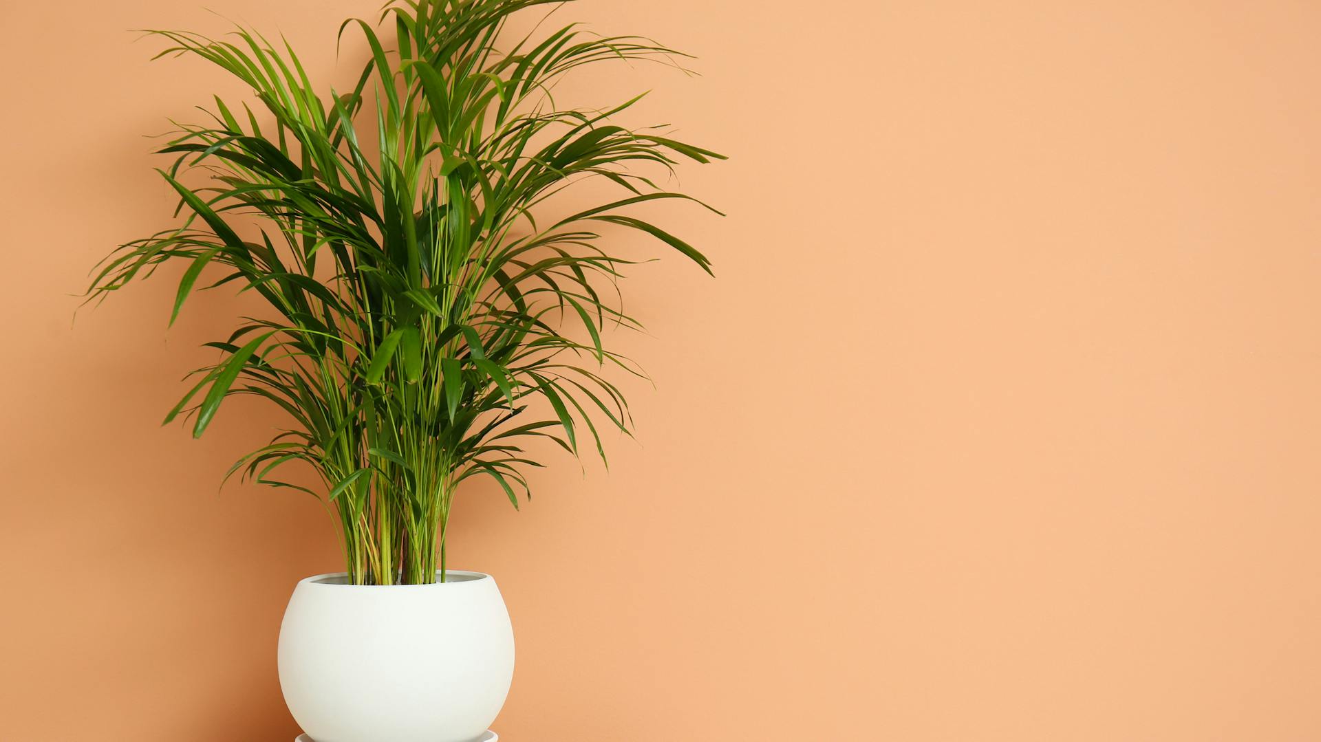 Goldfruchtpalme als Zimmerpflanze im Topf.