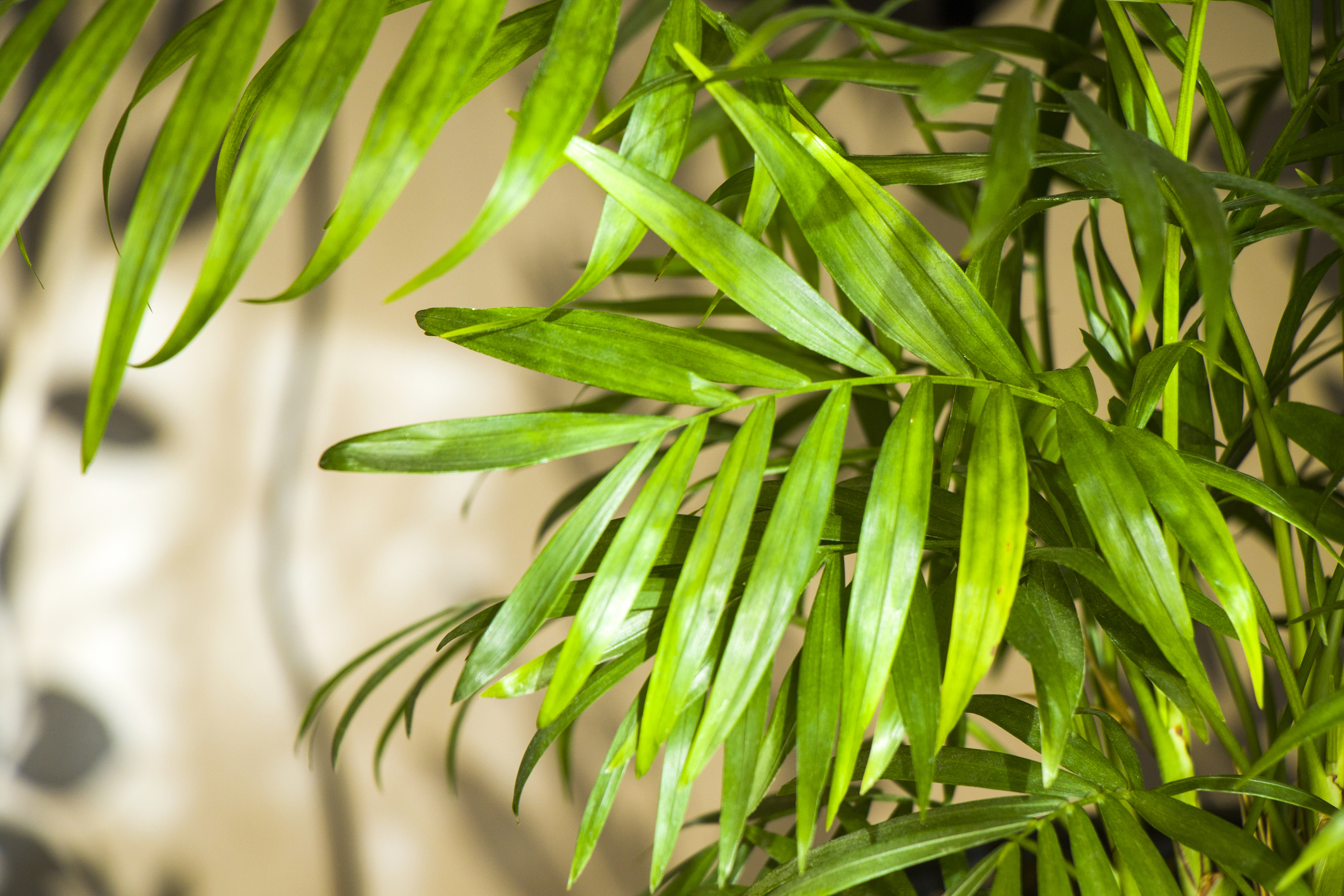 Blattwedel der Goldfruchtpalme