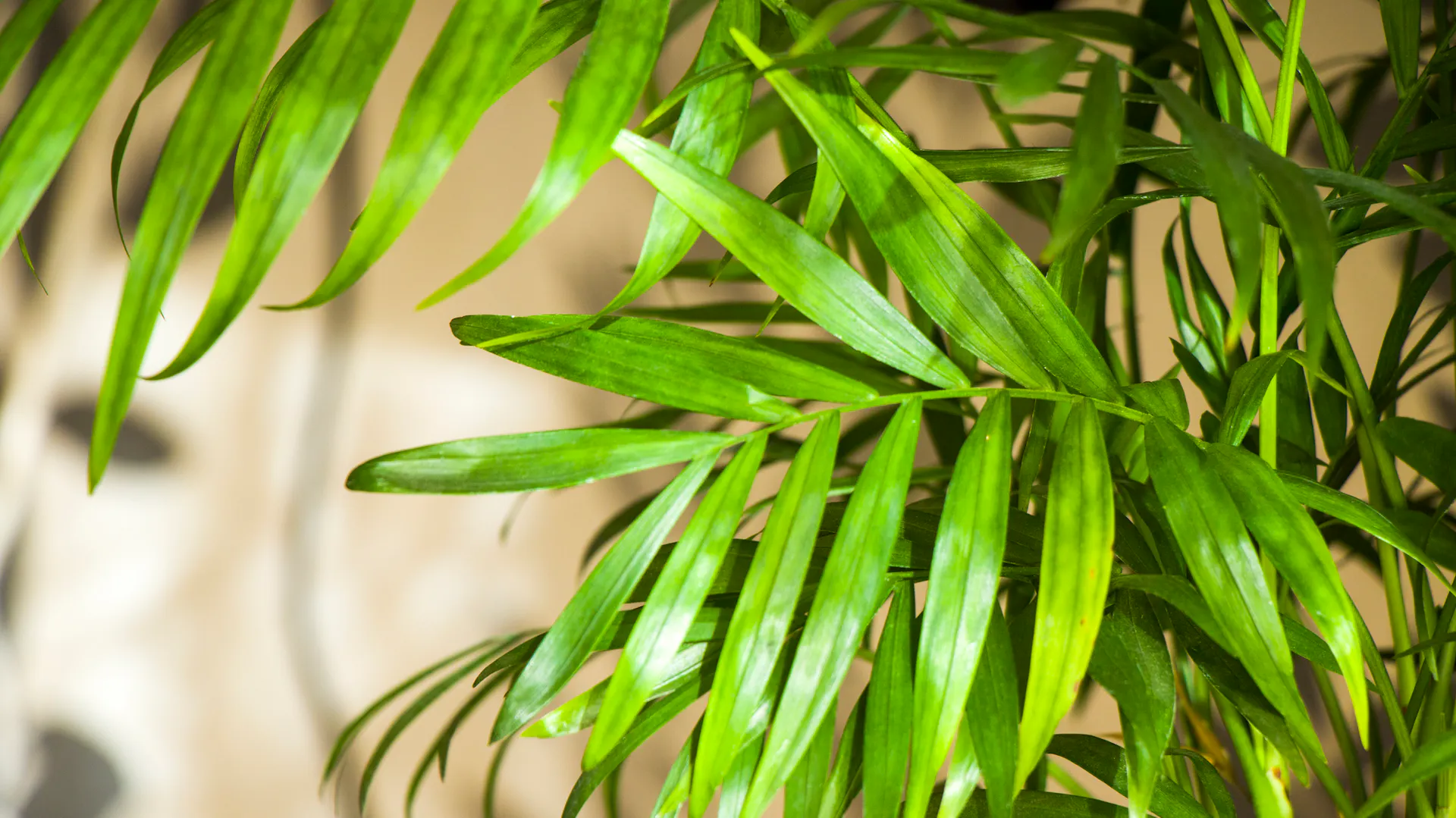 Blattwedel der Goldfruchtpalme