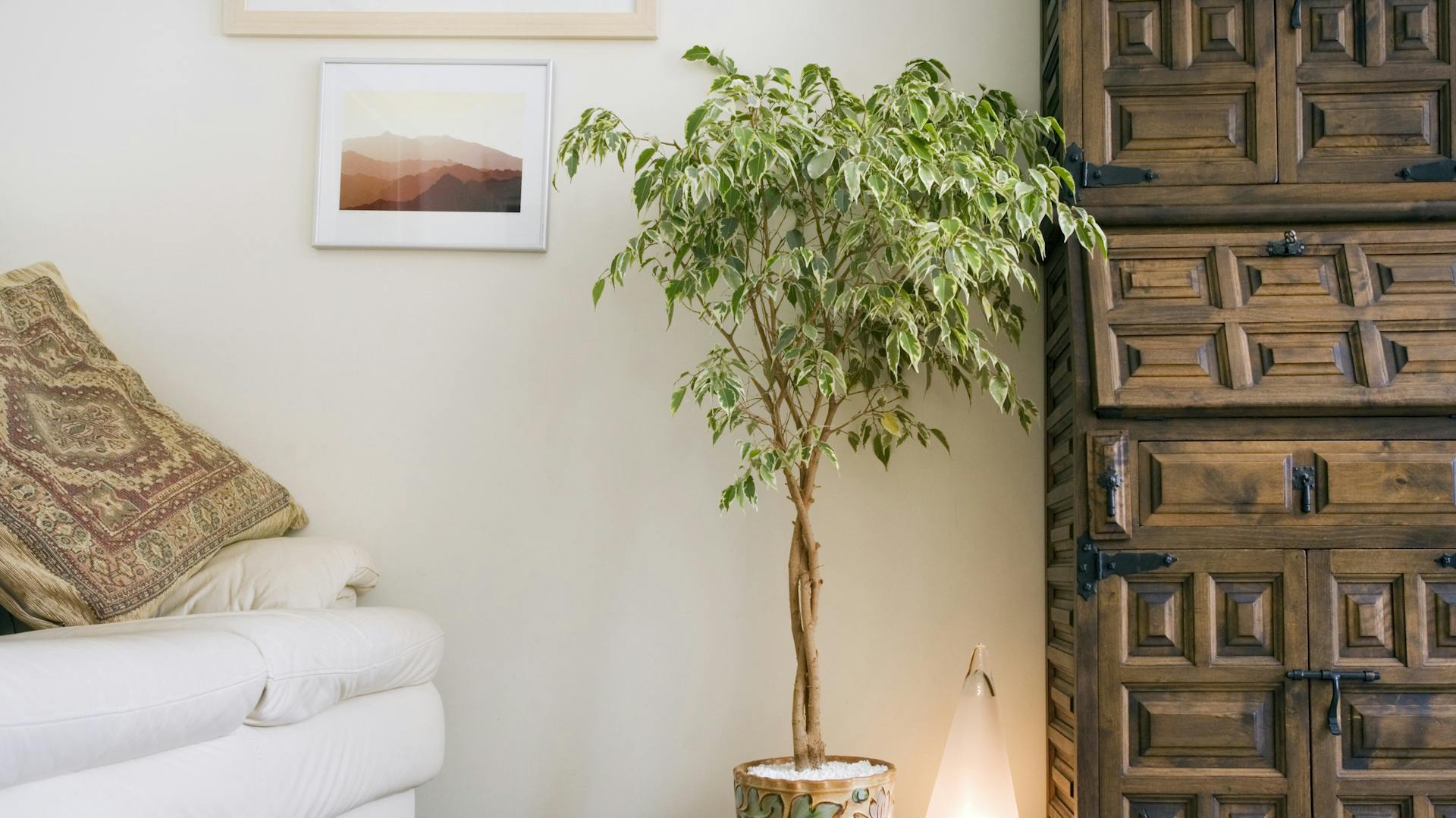 Feigenbaum im Wohnzimmer zwischen Kommode und Sofa