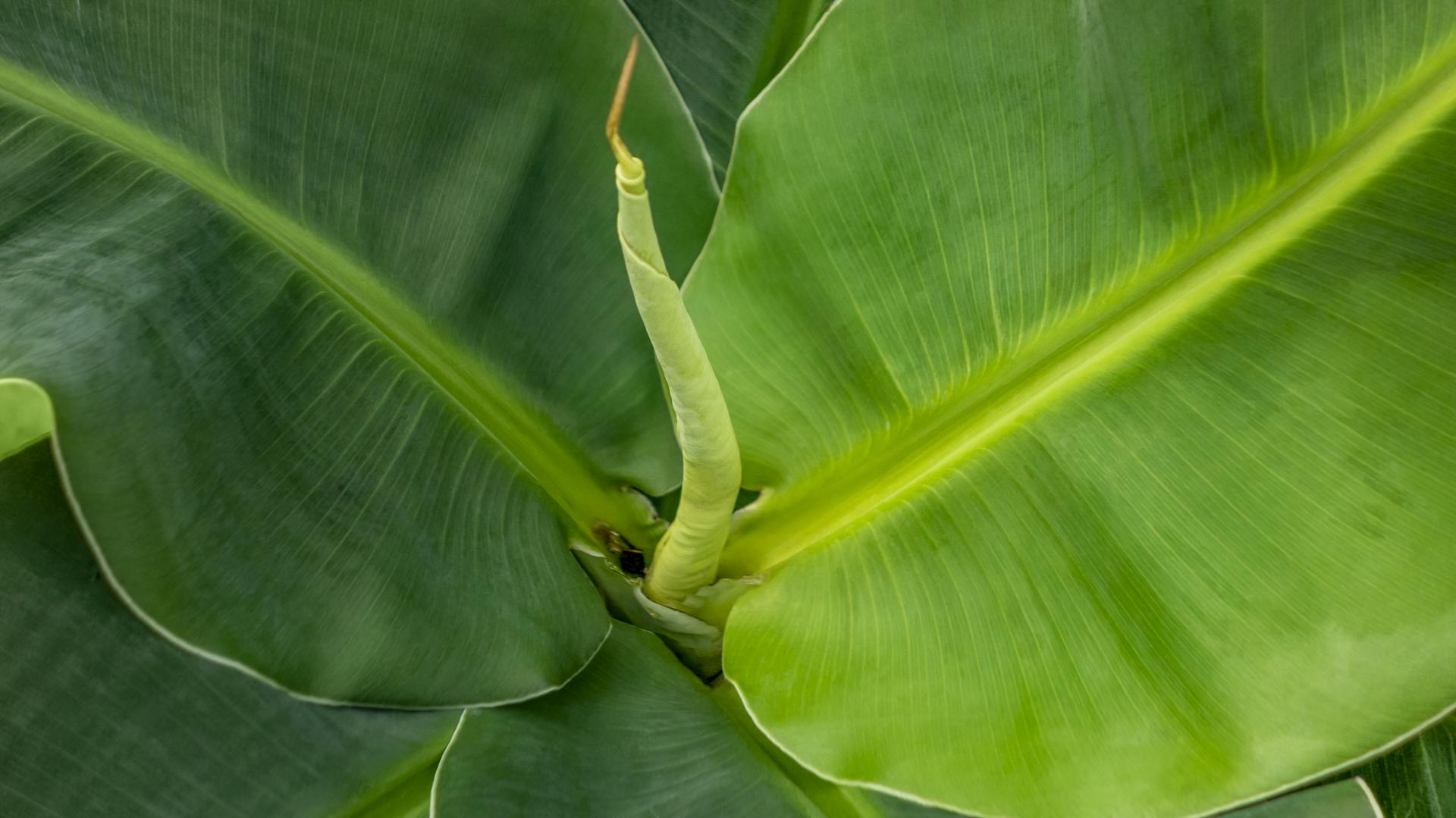 Nahaufnahme einer Bananenpflanze
