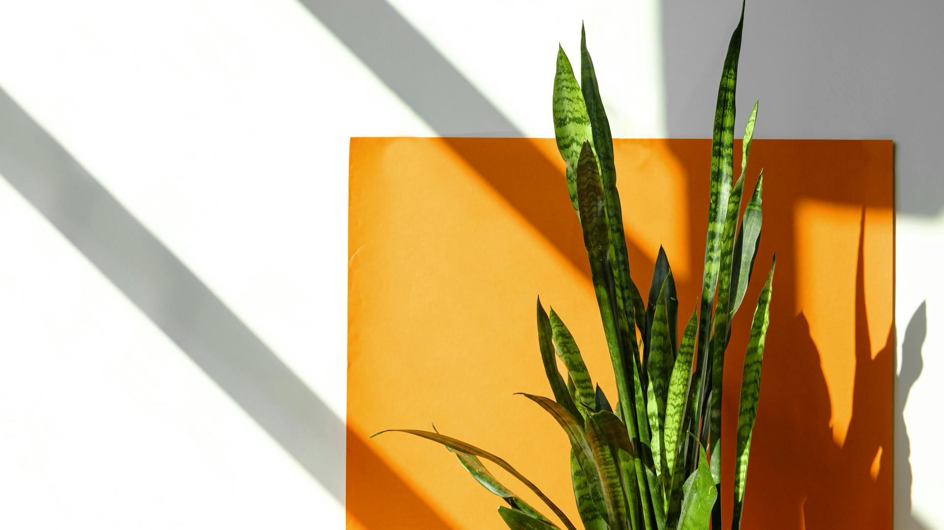 Zimmerpflanze Sansevieria vor orange-weißer Wand
