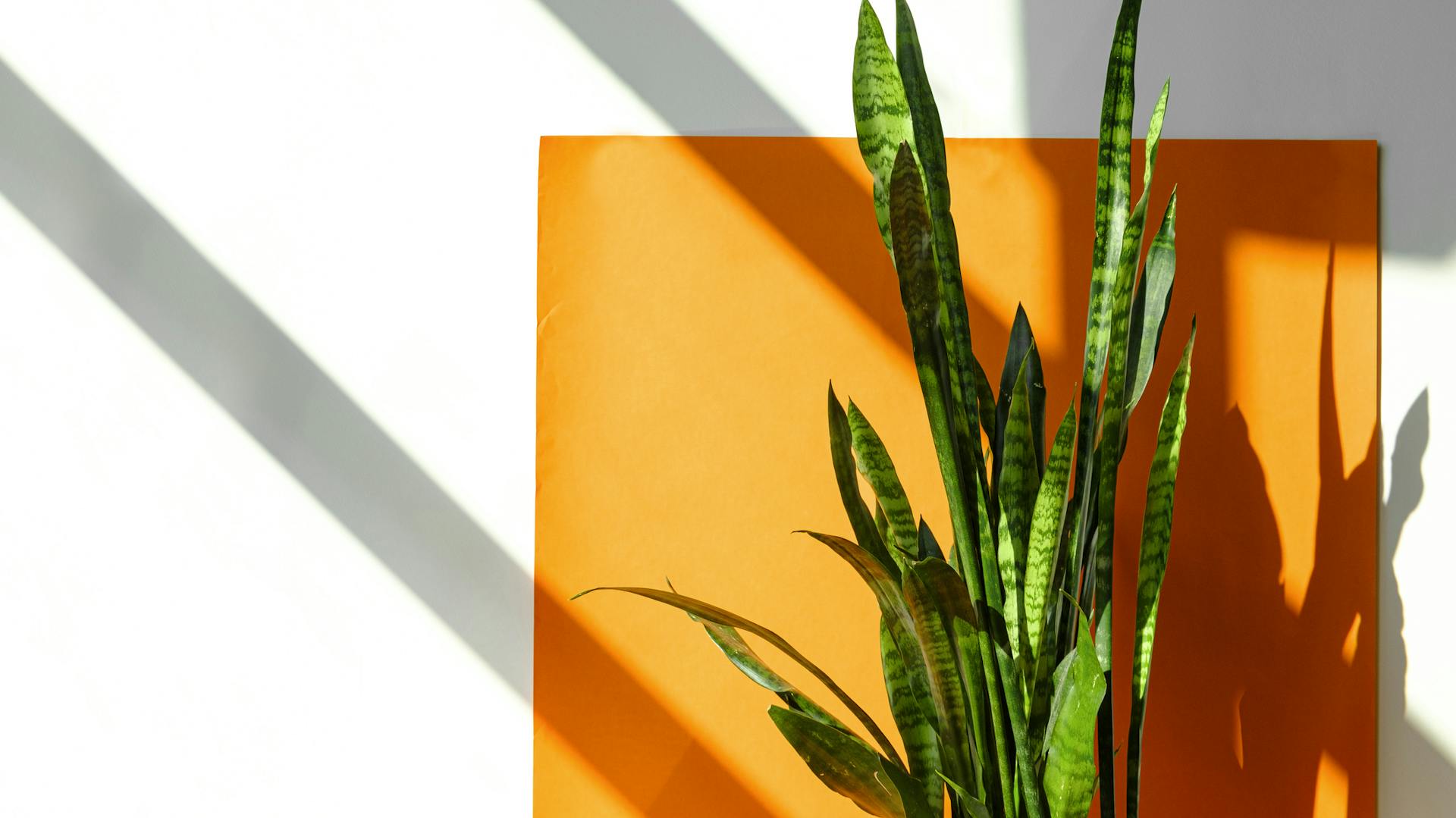 Hochgewachsener Bogenhanf im Sonnenlicht.