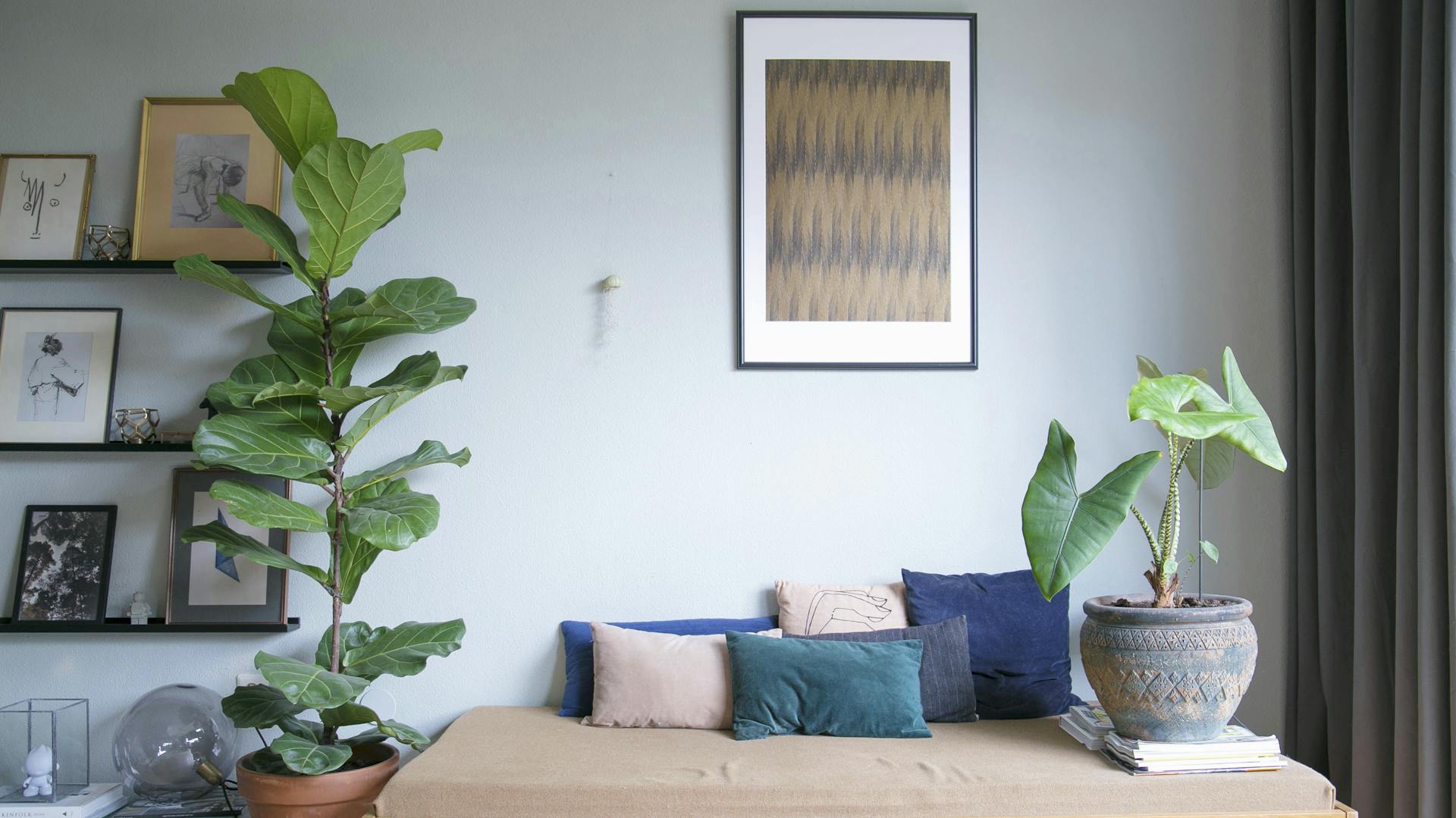 Große Zimmerpflanzen in einem Raum