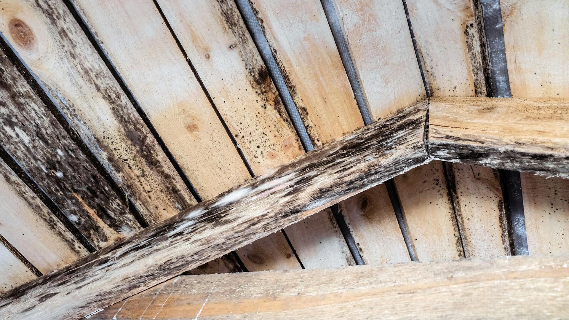 Feuchte Holzverkleidung mit schwarzen Verfärbungen und Pilzbefall.