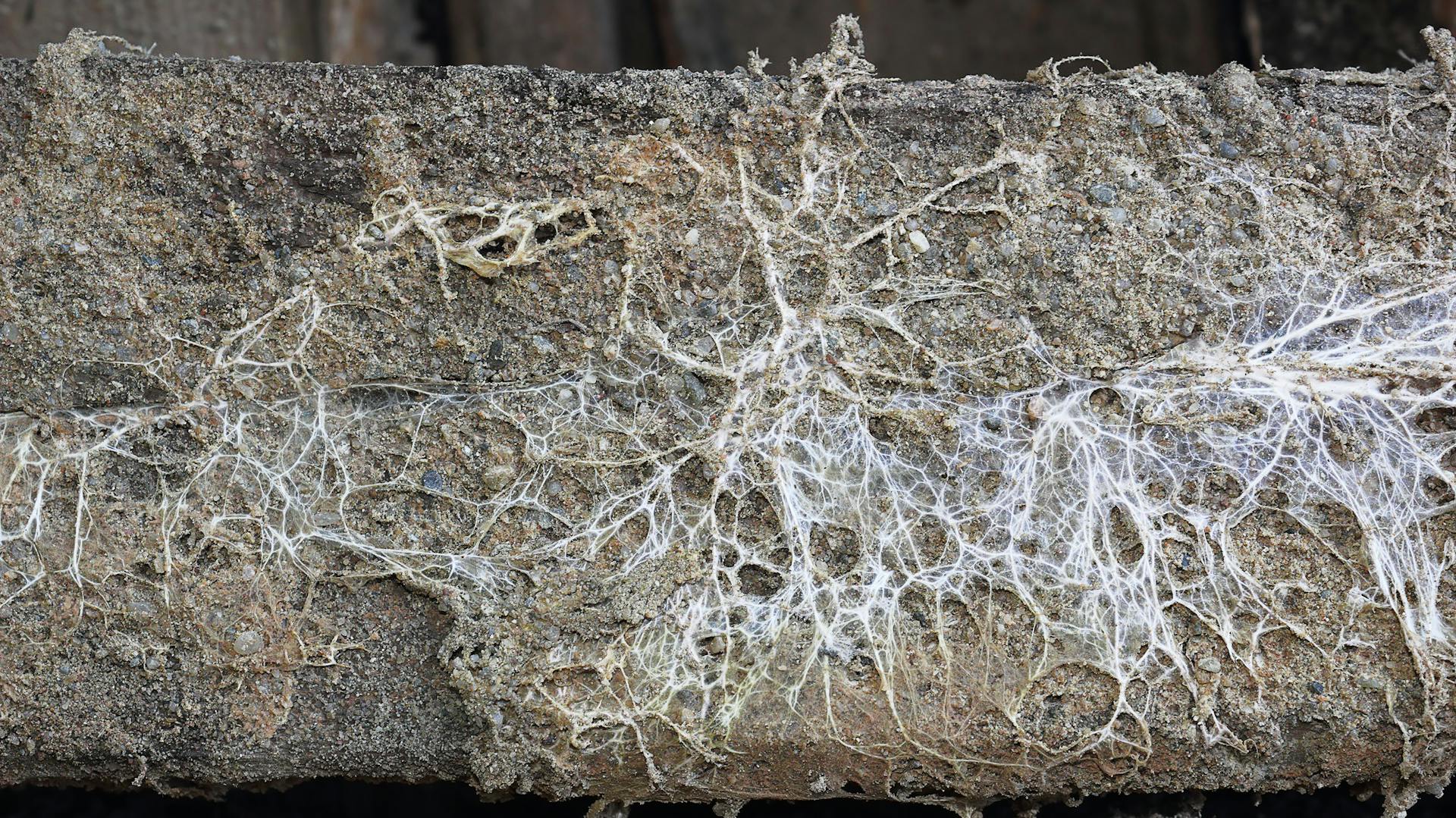 Ein Hausschwamm überspannt einen Holzbalken mit Fasern, die einem Spinnennetz gleichen.