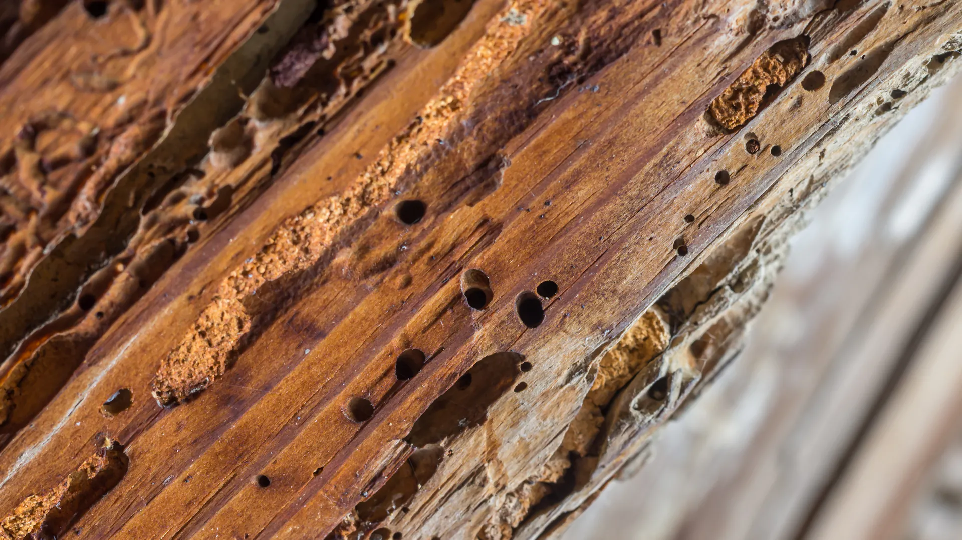Von einem Holzwurm gefressene Löcher in einem Stück Holz.