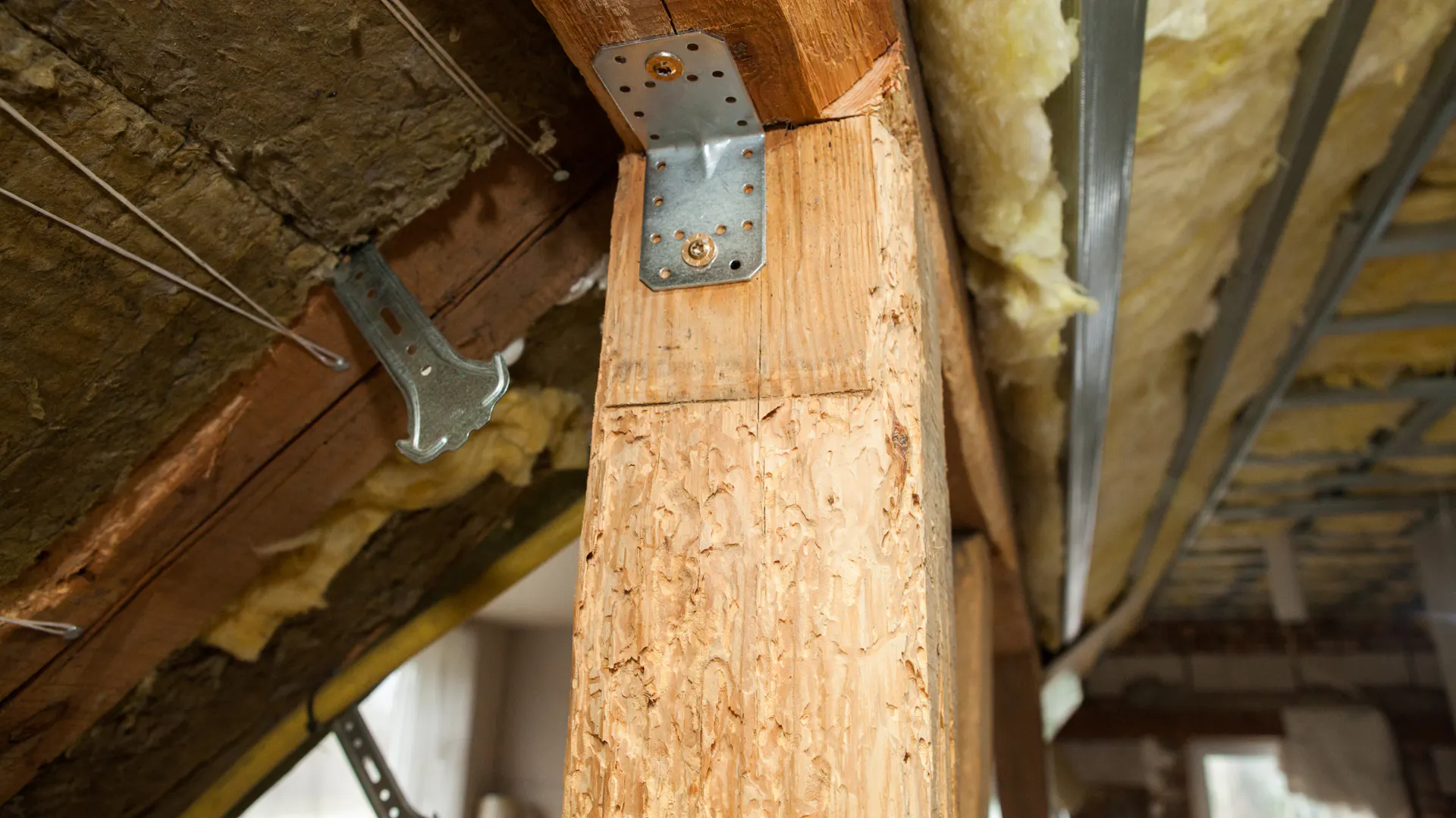 Holzwurm im Dachstuhl