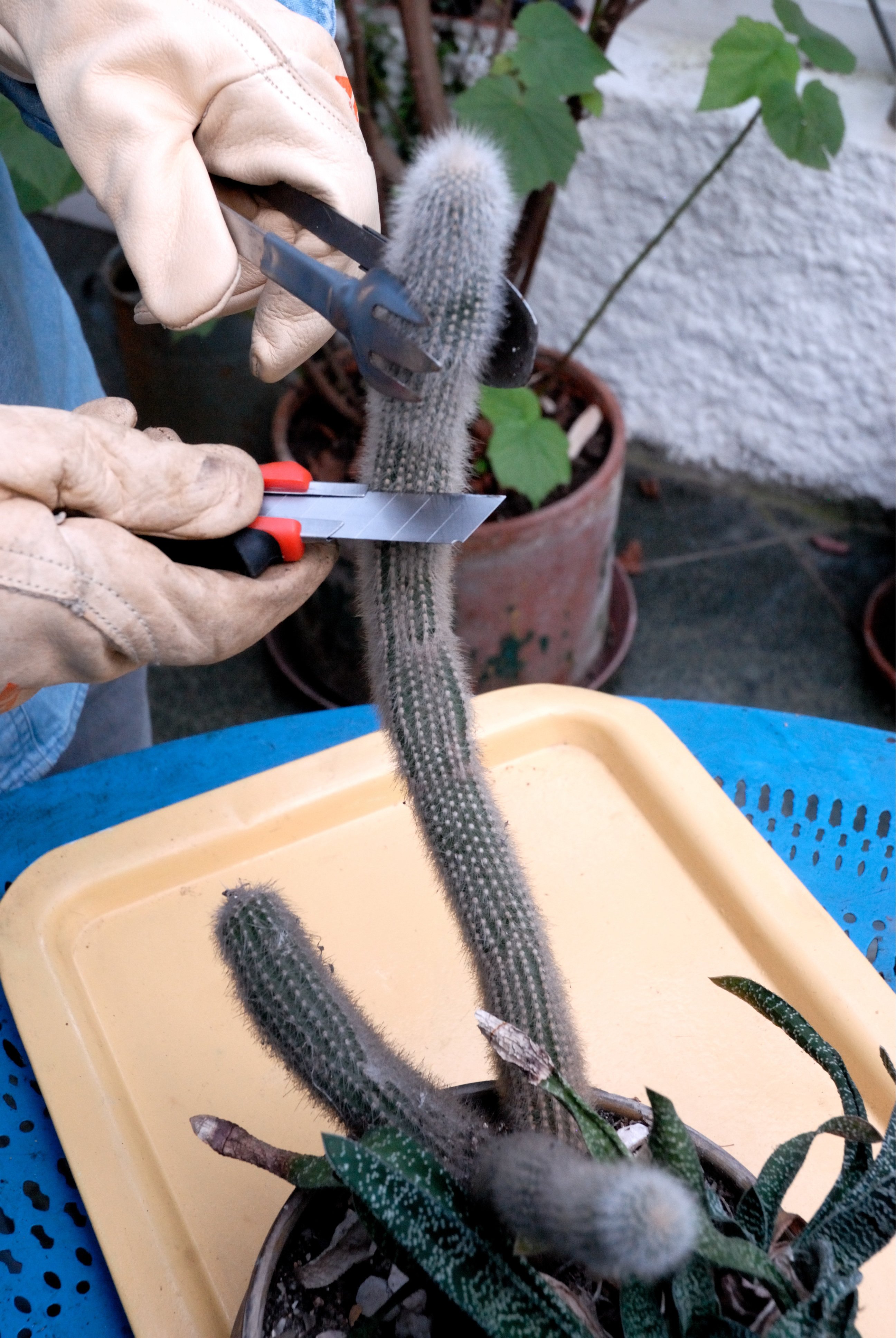Eine Person schneidet das obere Stück eines Kaktus ab.