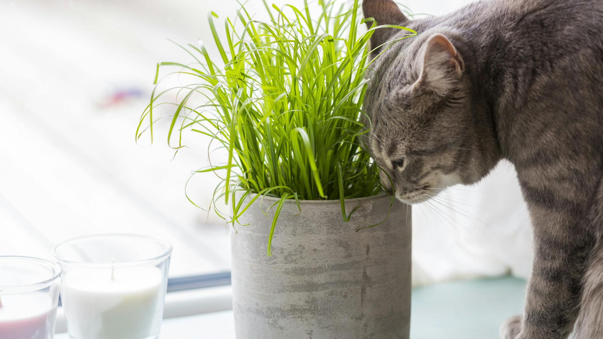 Eine Katze neben Katzengras im Topf