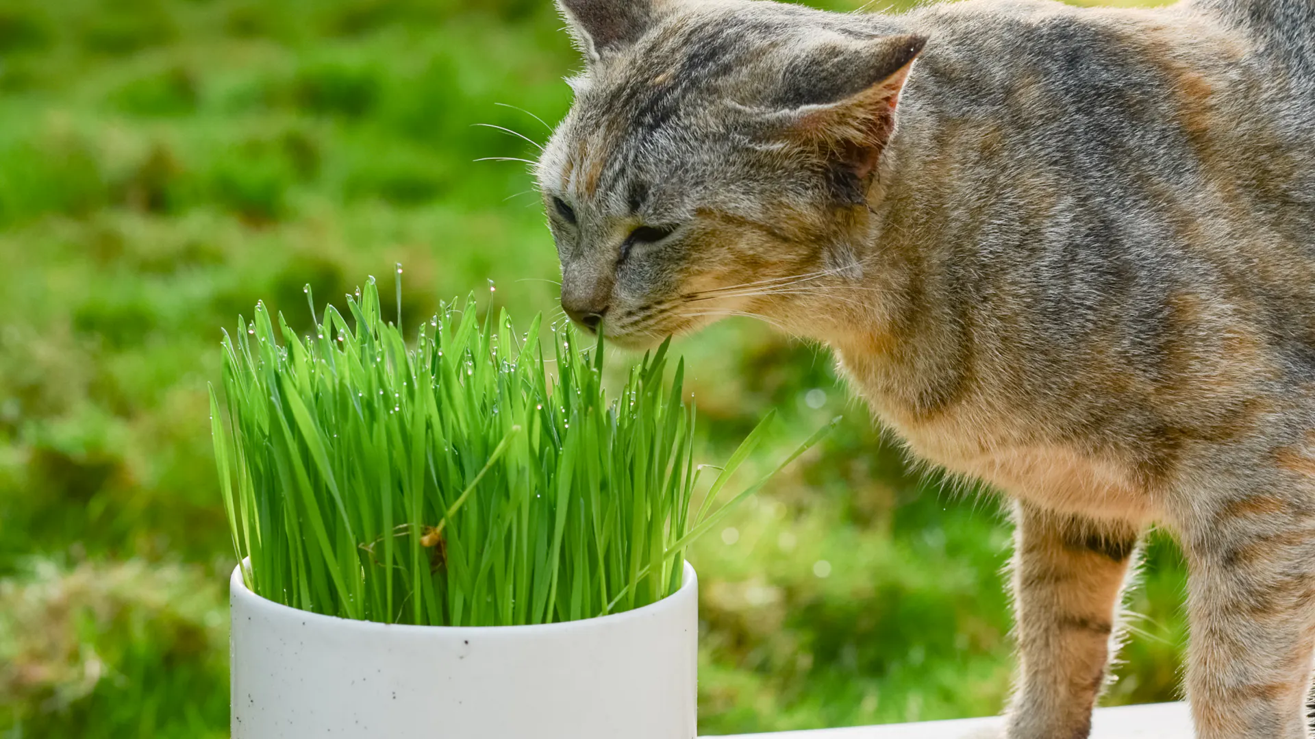 Eine Katze neben Katzengras im Topf.