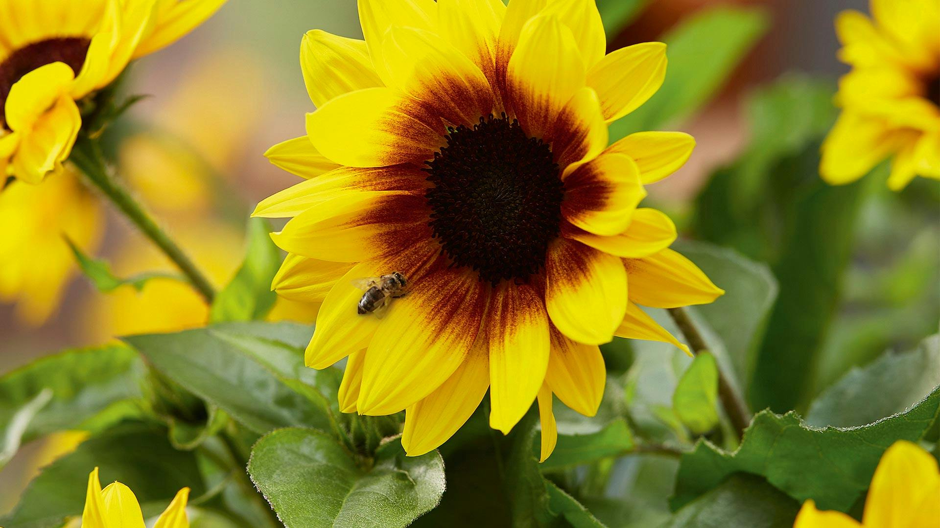 Sonnenblume mit Biene vor weiteren Sonnenblumen.
