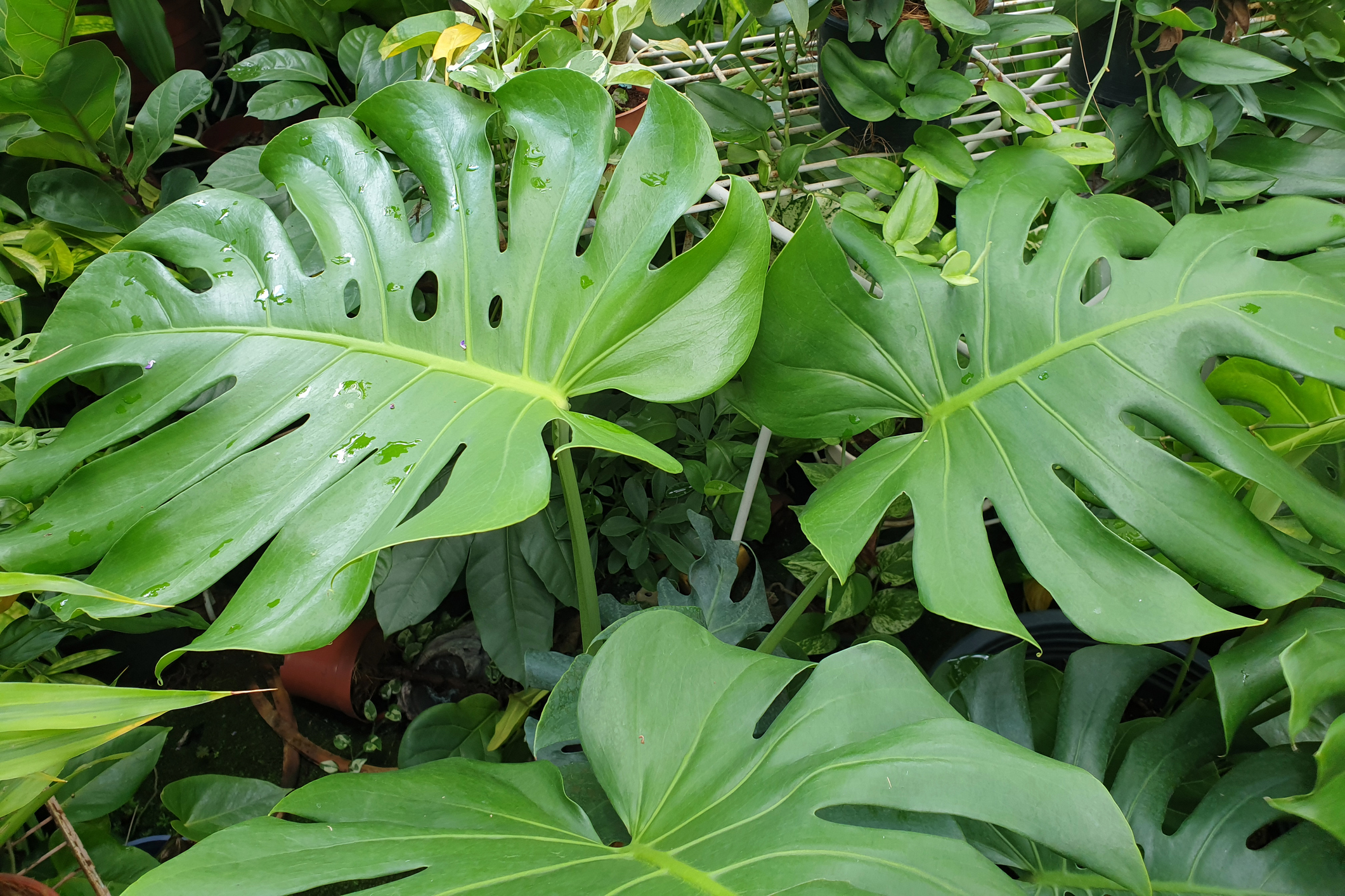 Monstera