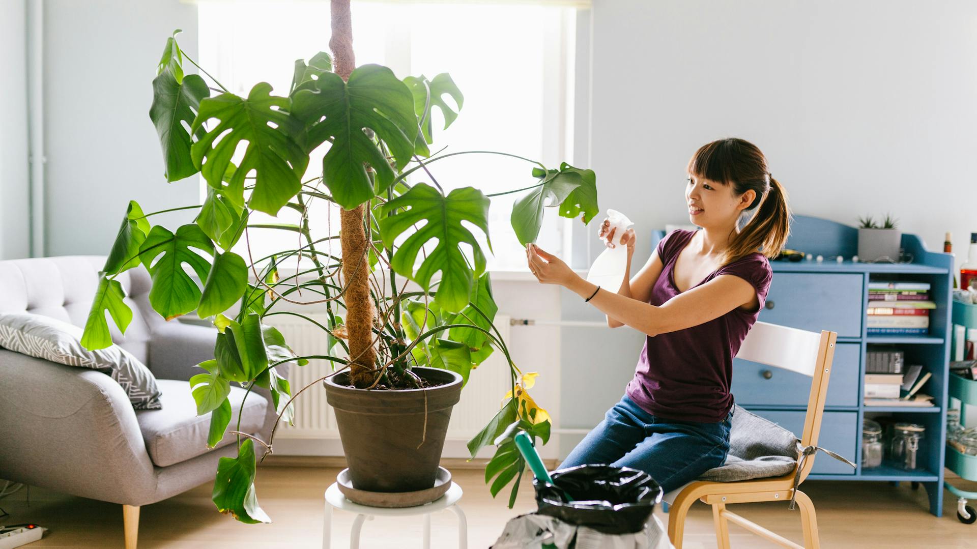 Ein Frau besprüht die Blätter der Monstera mit Wasser.