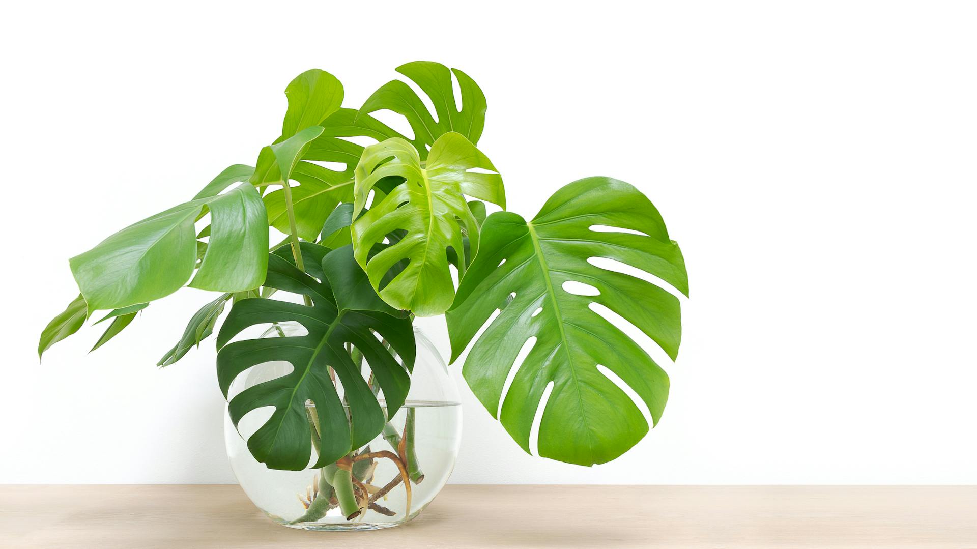 Monstera-Stecklinge stehen zur Bewurzelung in Wasser