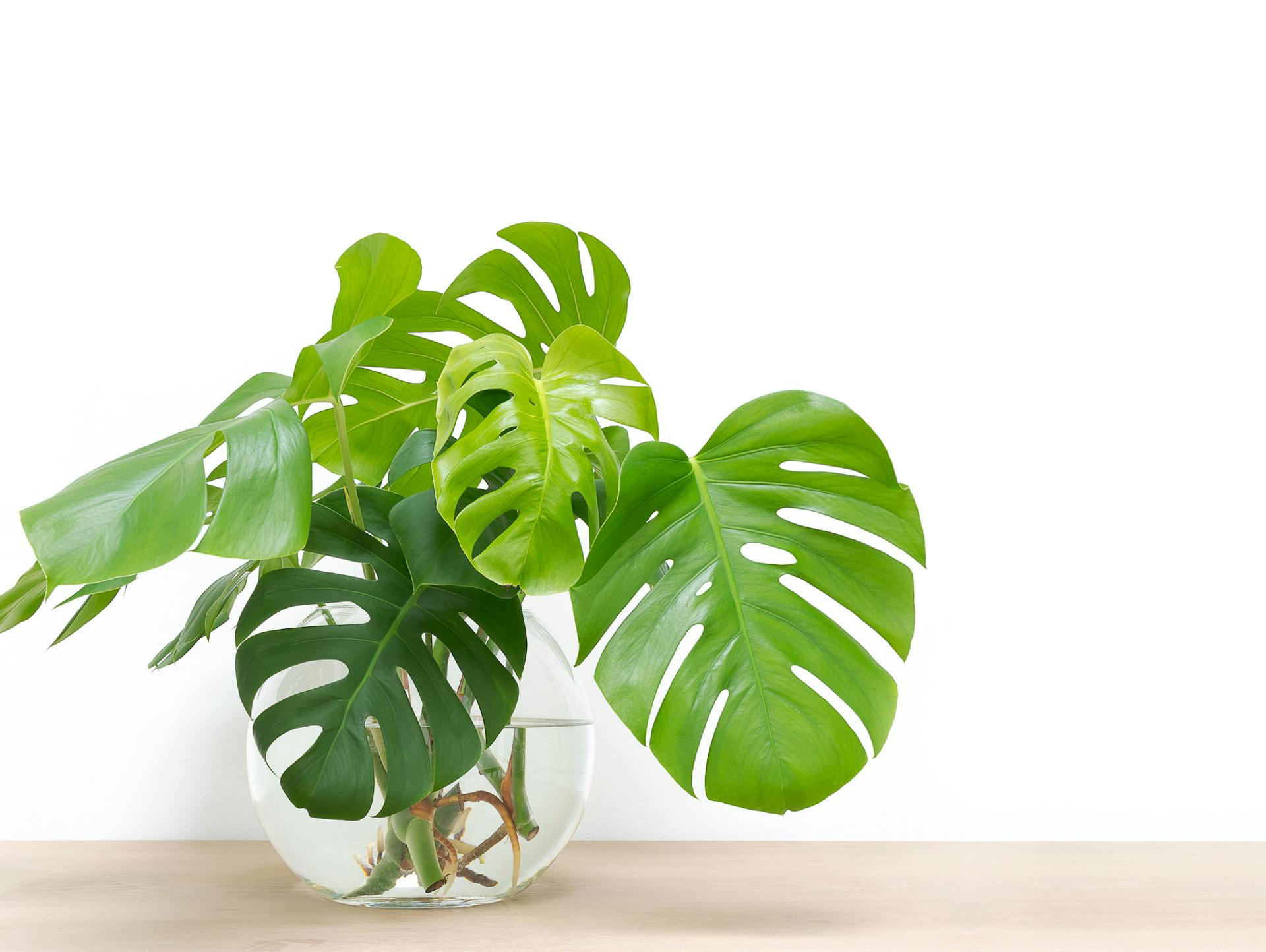 Eine Monstera mit weißem Topf