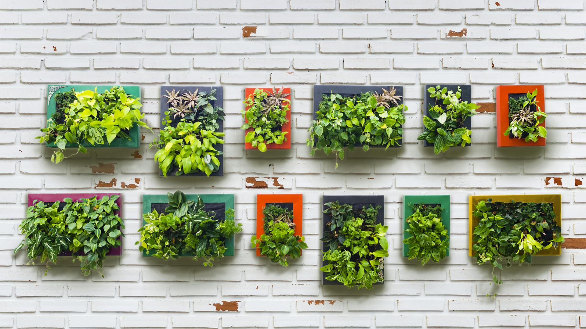Fal különböző apró növényképekkel