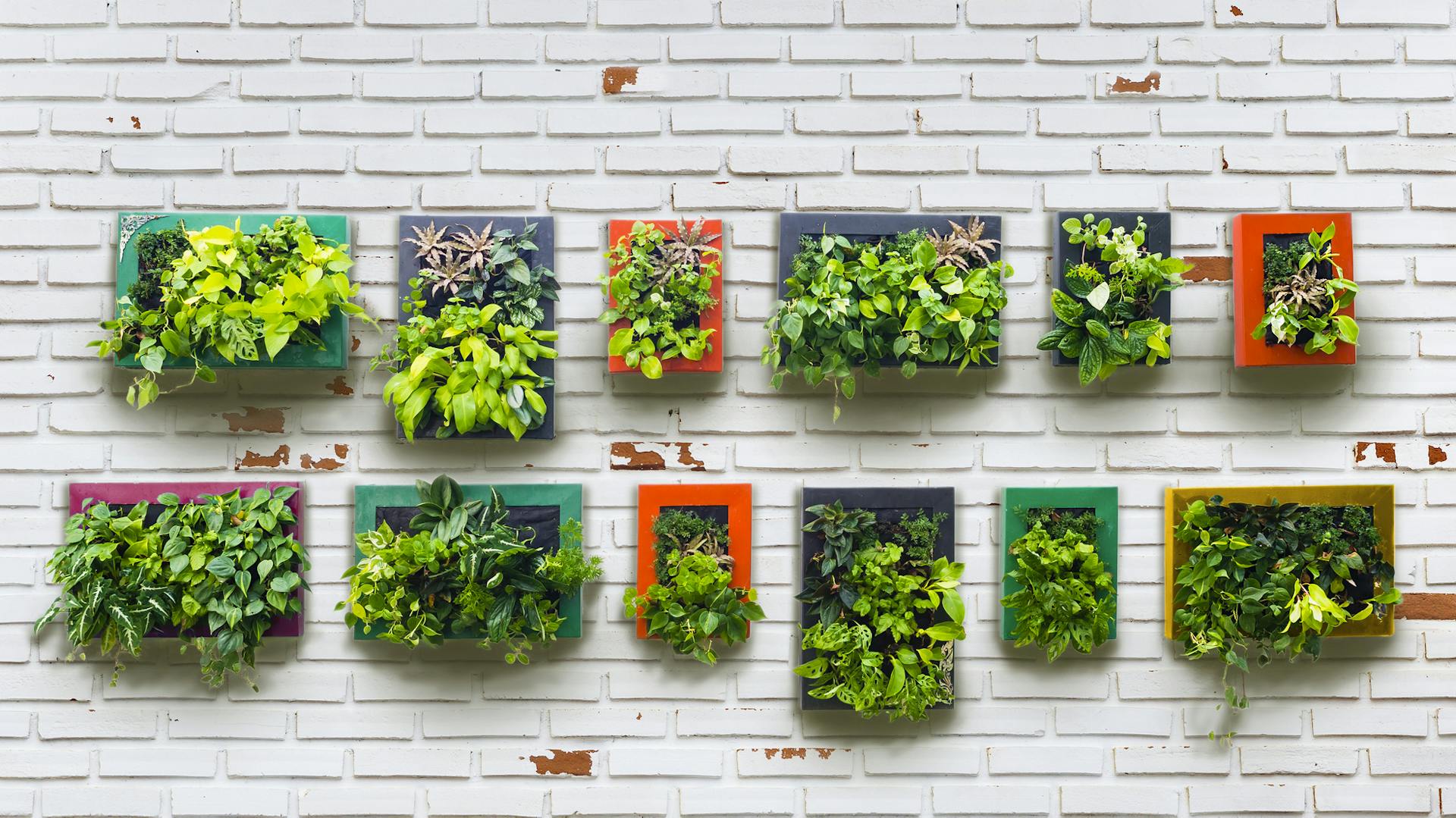 Pflanzen hängen vertikal wie Bilder an der Wand.
