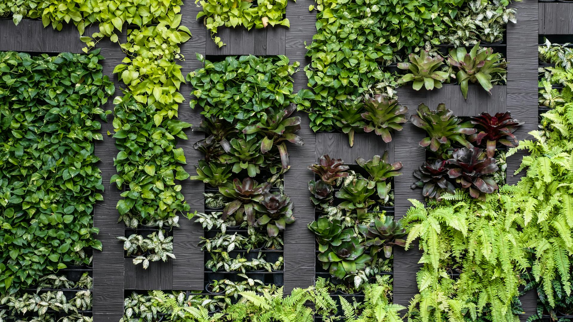 Növényfal házilag kúszónövényekkel