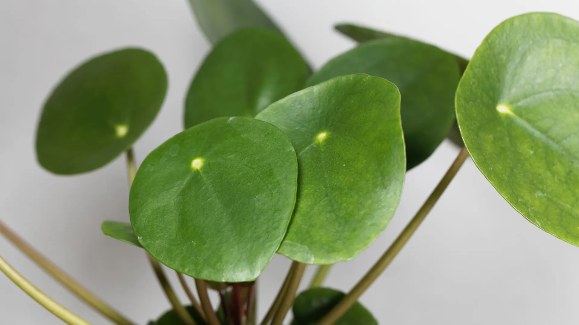 Blätter der Pilea