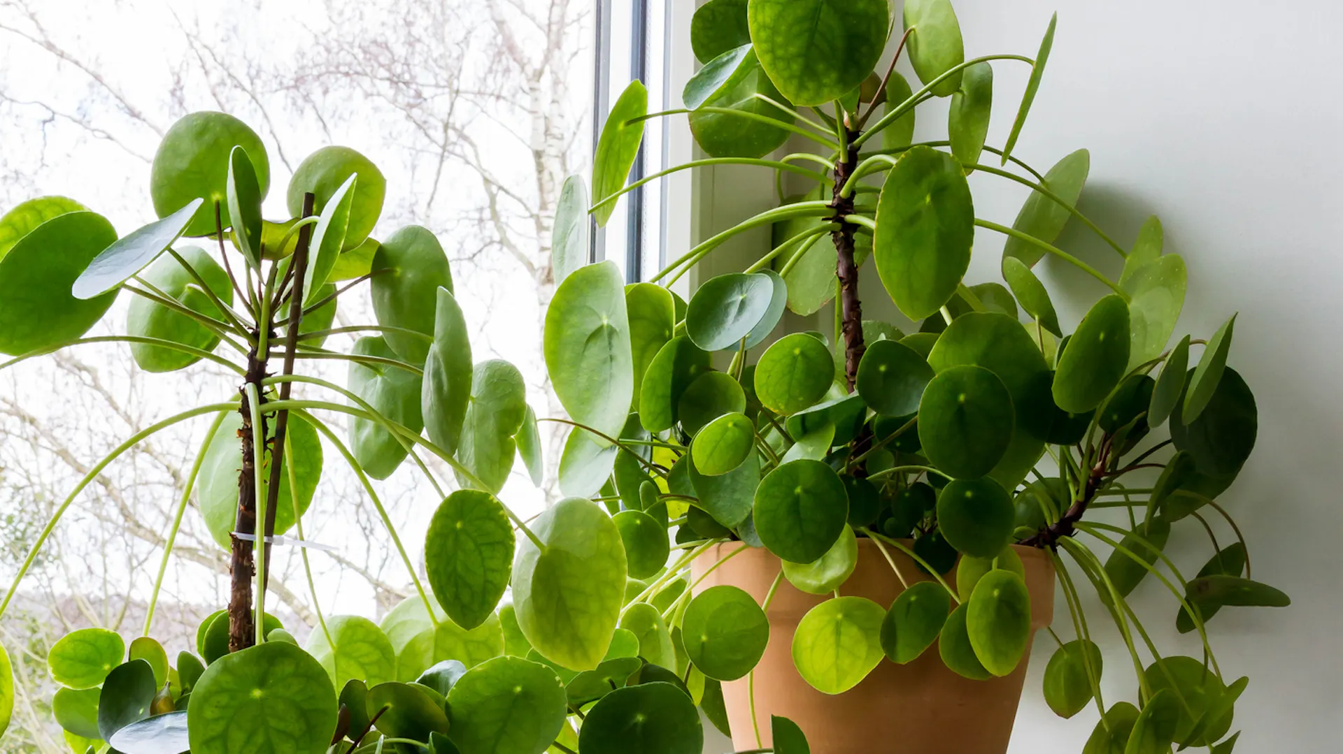 Drei Pilea-Pflanzen stehen am Fenster.
