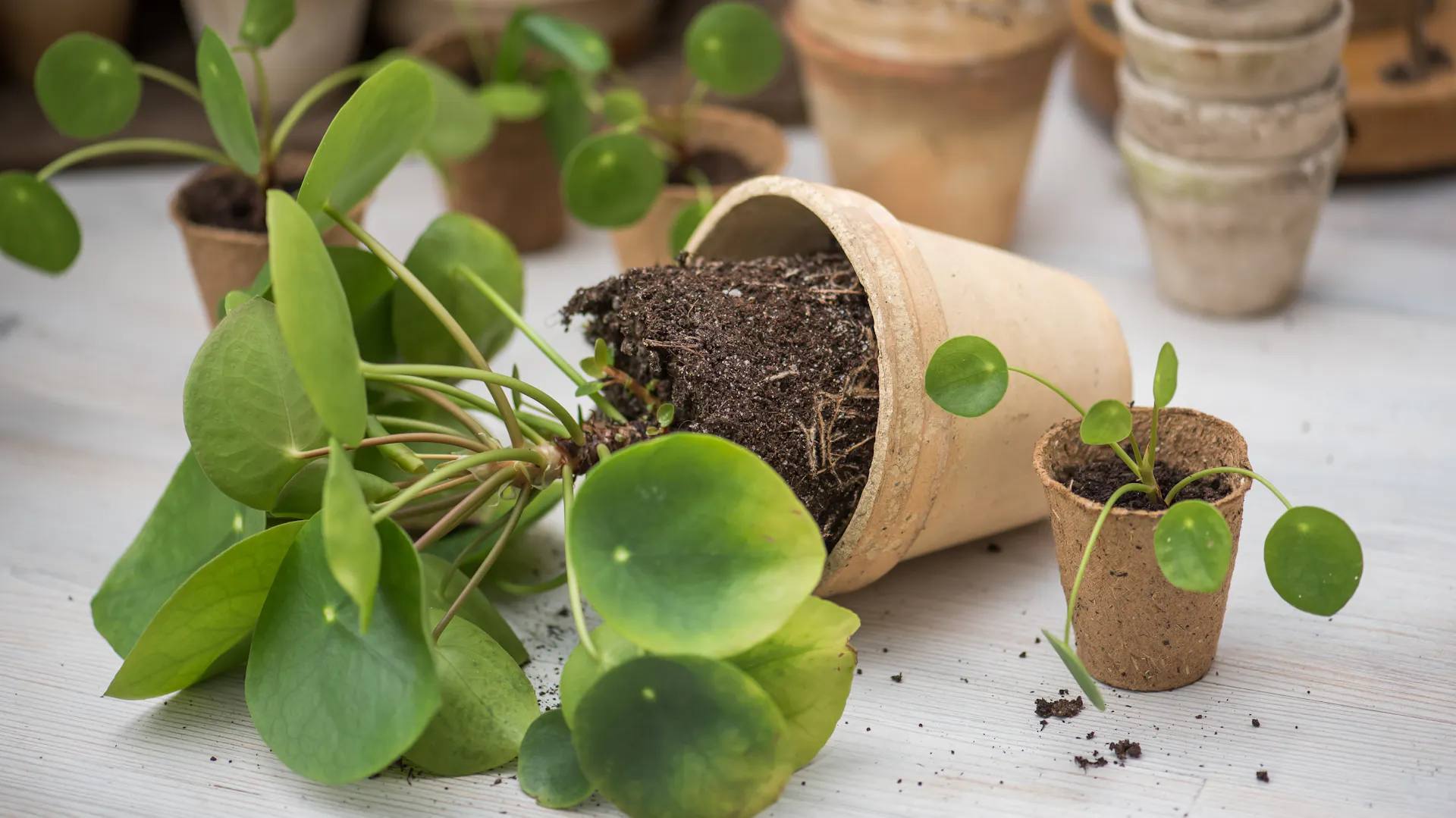 Pilea in einem kleinen Tontopf wird umgetopft.