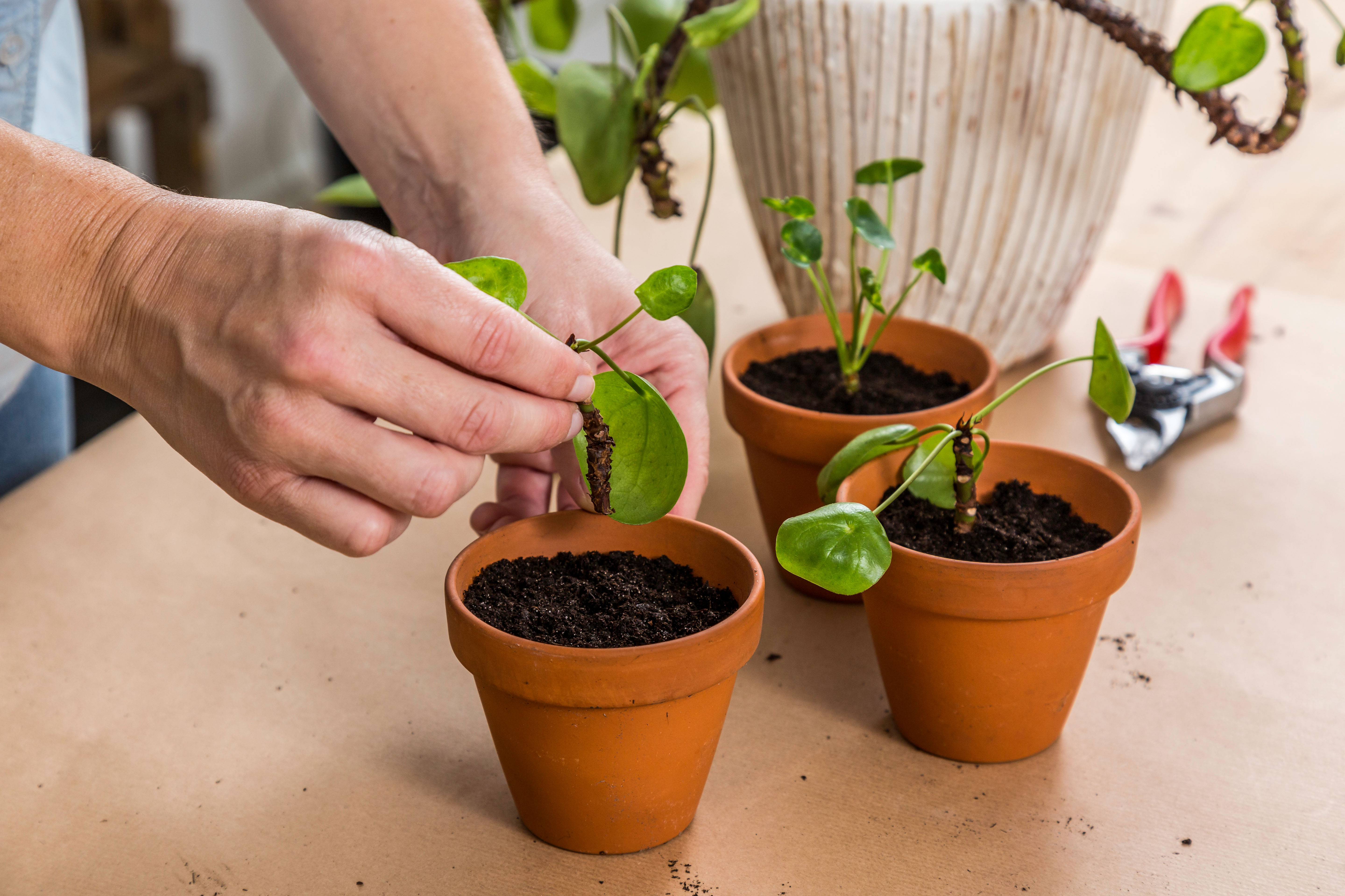 Drei Pilea-Stecklinge in kleinen Tontöpfen auf einem Tisch.