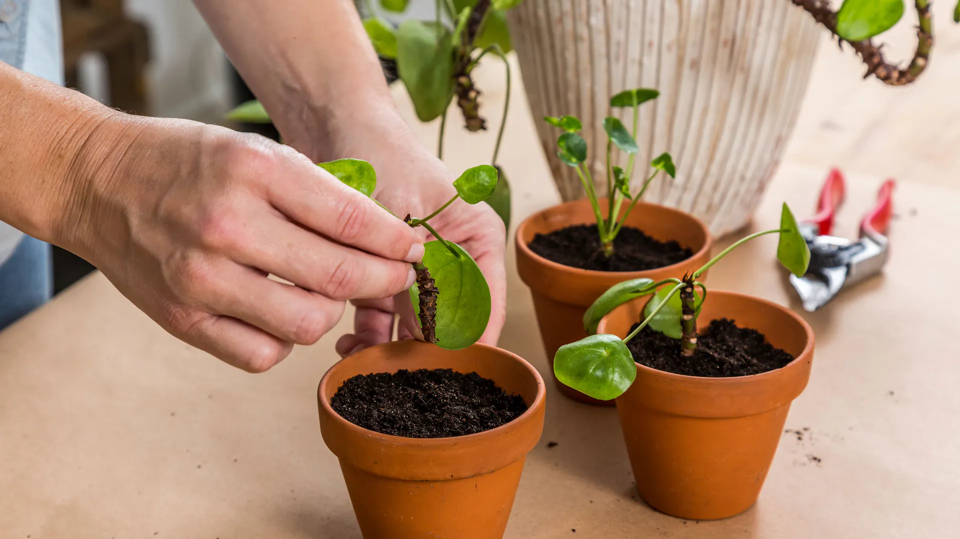 Drei Pilea-Stecklinge in kleinen Tontöpfen auf einem Tisch.
