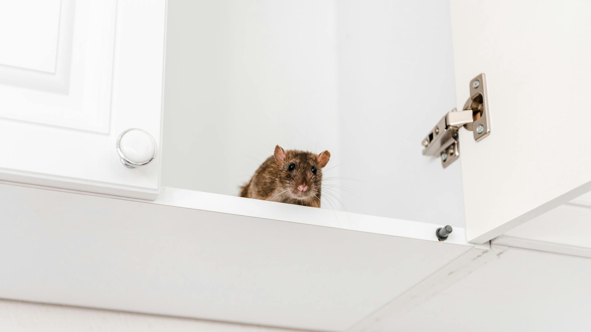 Egy patkány ül a konyhaszekrényben