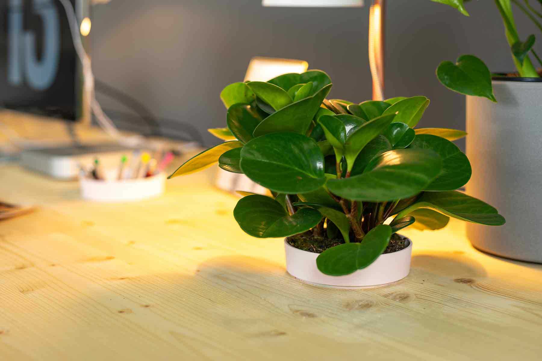 Detail Schreibtisch Otto