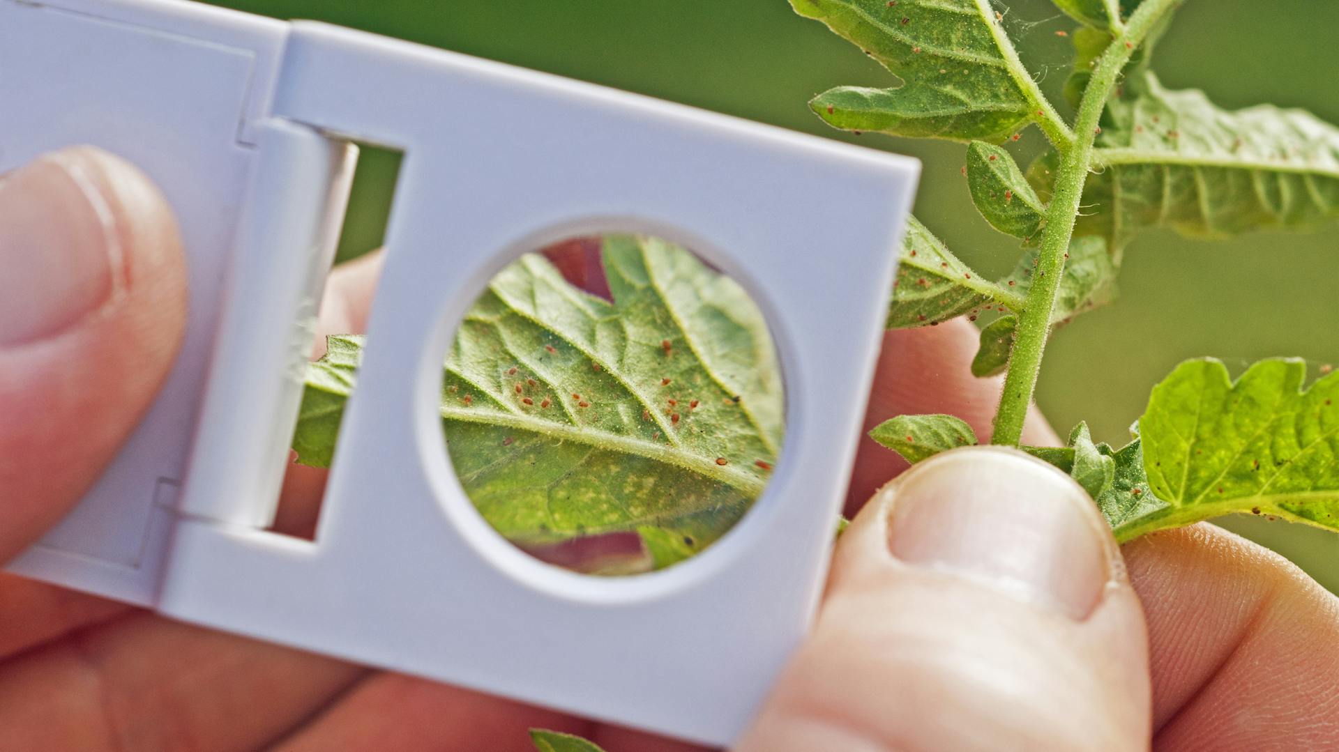 Spinnmilben werden mithilfe einer Lupe auf einem Blatt betrachtet