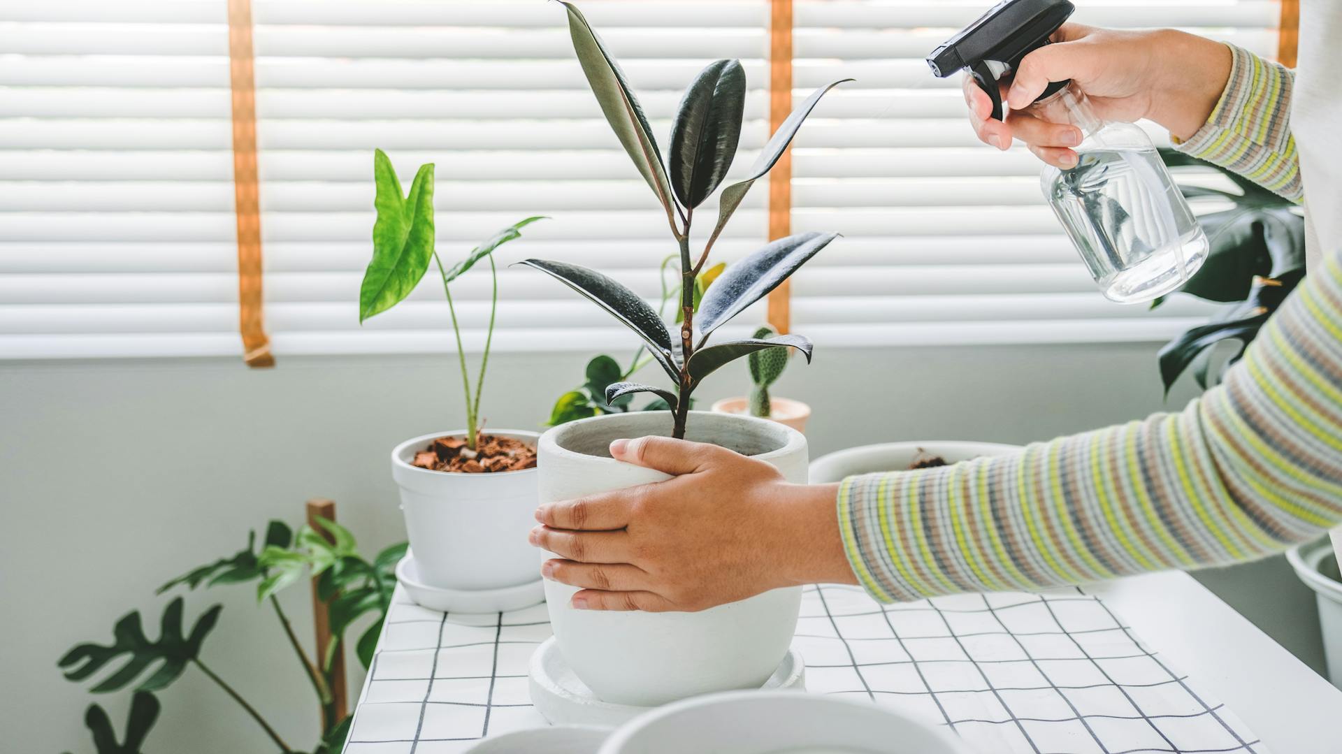 Gummibaum wird mit Wasser aus Zerstäuber besprüht