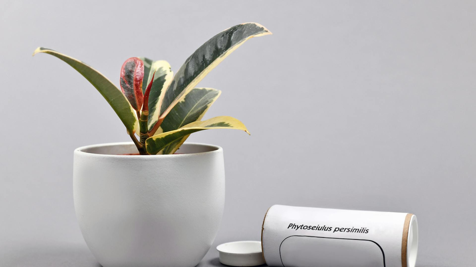 Spinnmilben bekämpfen mit Raubmilben