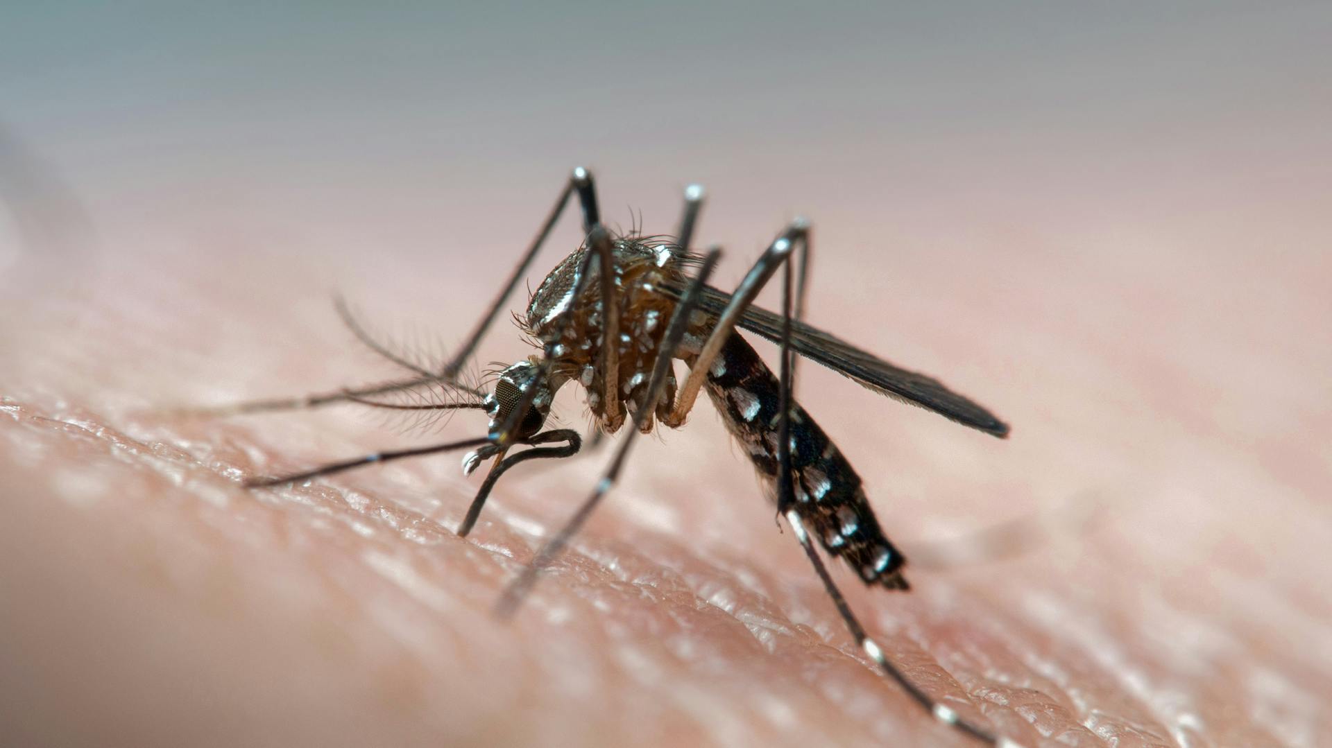 Nahaufnahme von einer Stechmücke, die auf einem Menschen sitzt und Blut saugt.