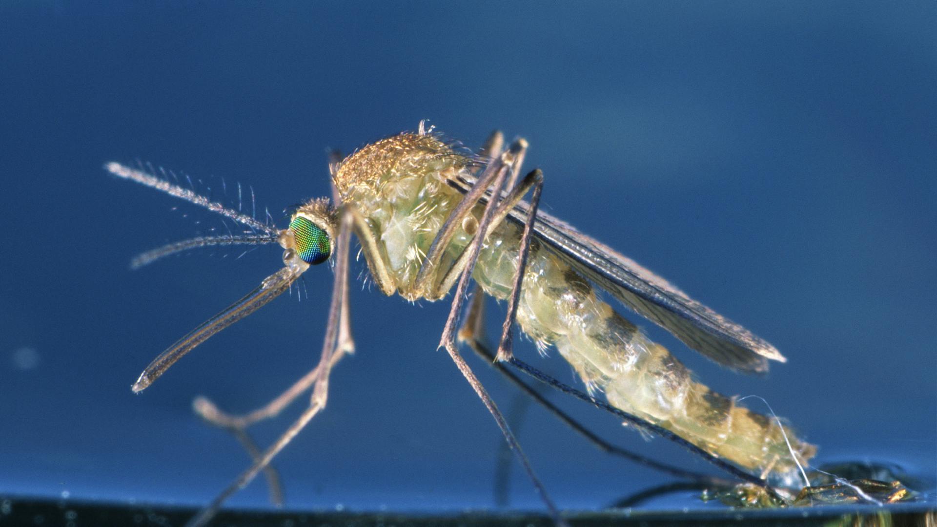Eine Stechmücke in Nahaufnahme.