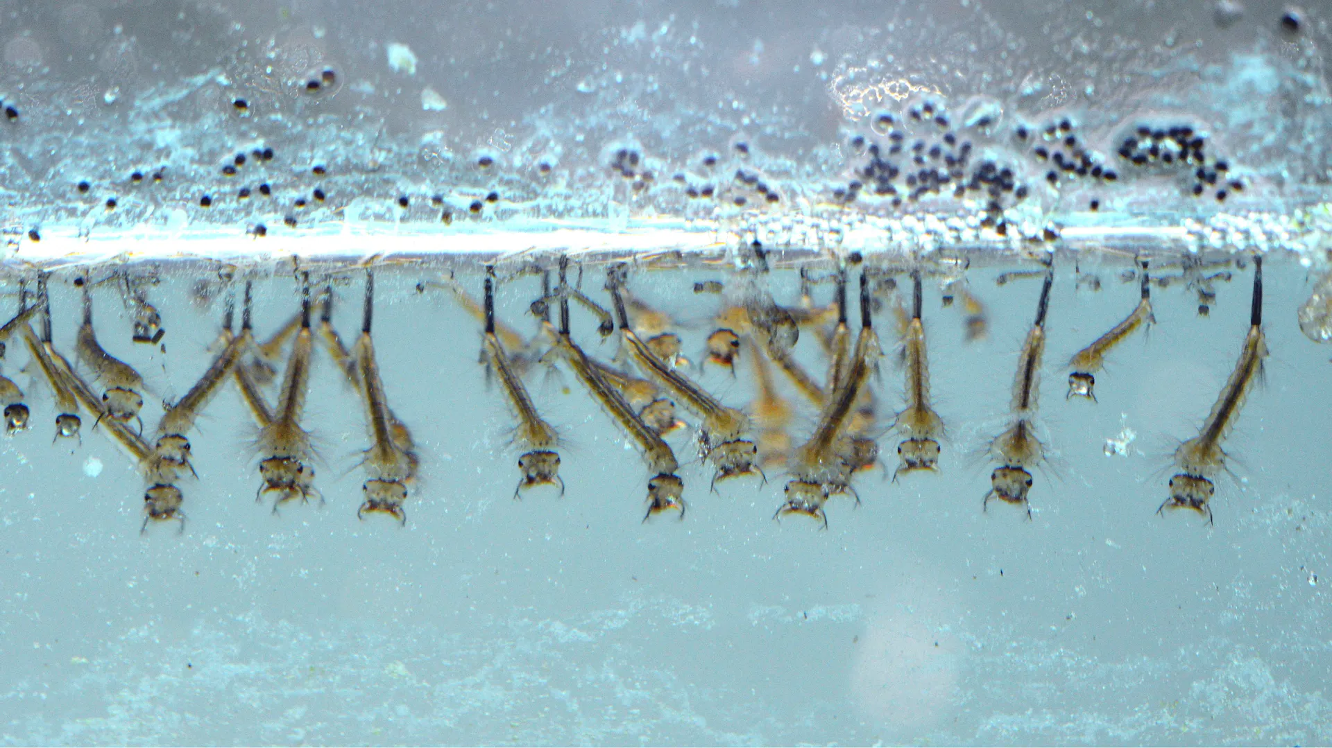 Mückenlarven im Pool.