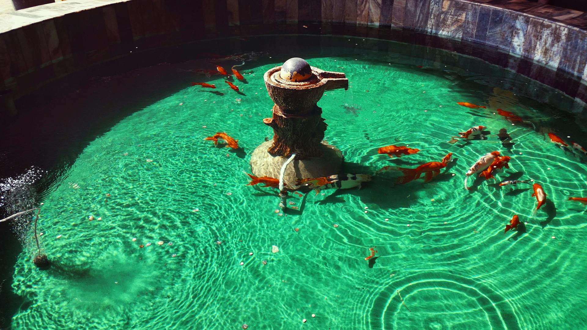 Fische schwimmen in einem Teich.