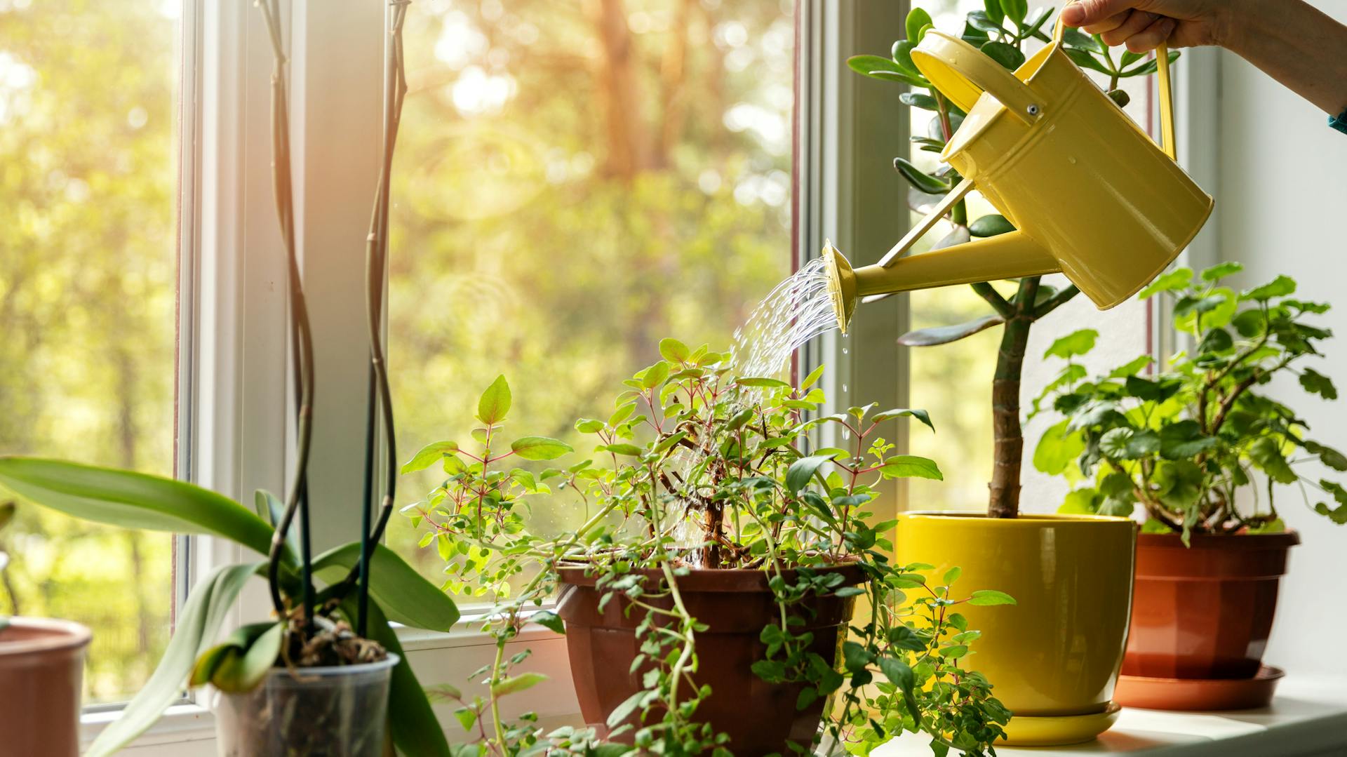Jemand gießt Pflanzen auf dem Fensterbrett mit einer gelben Gießkanne.