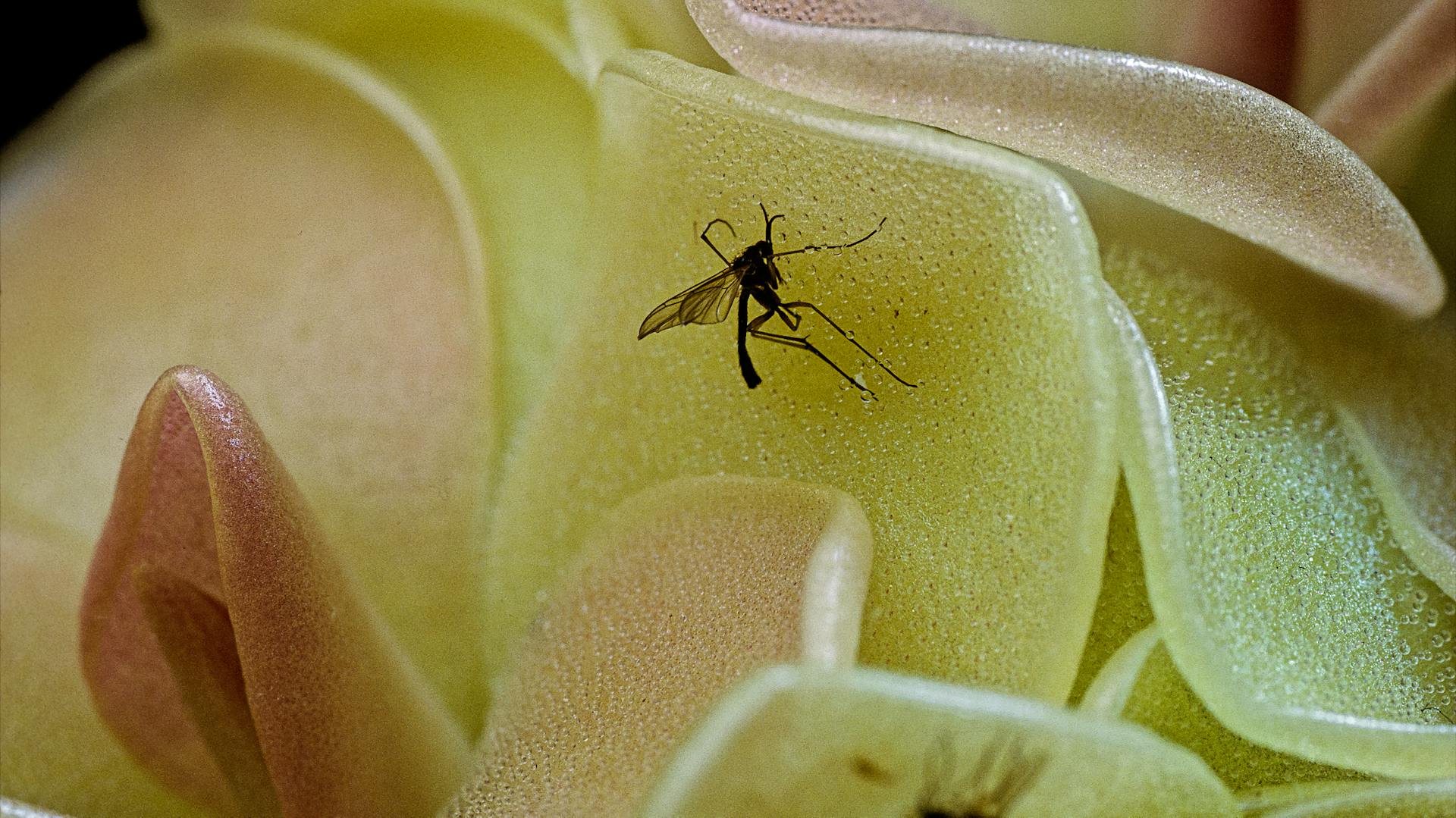 Trauermücke sitzt auf Blatt einer Pflanze.