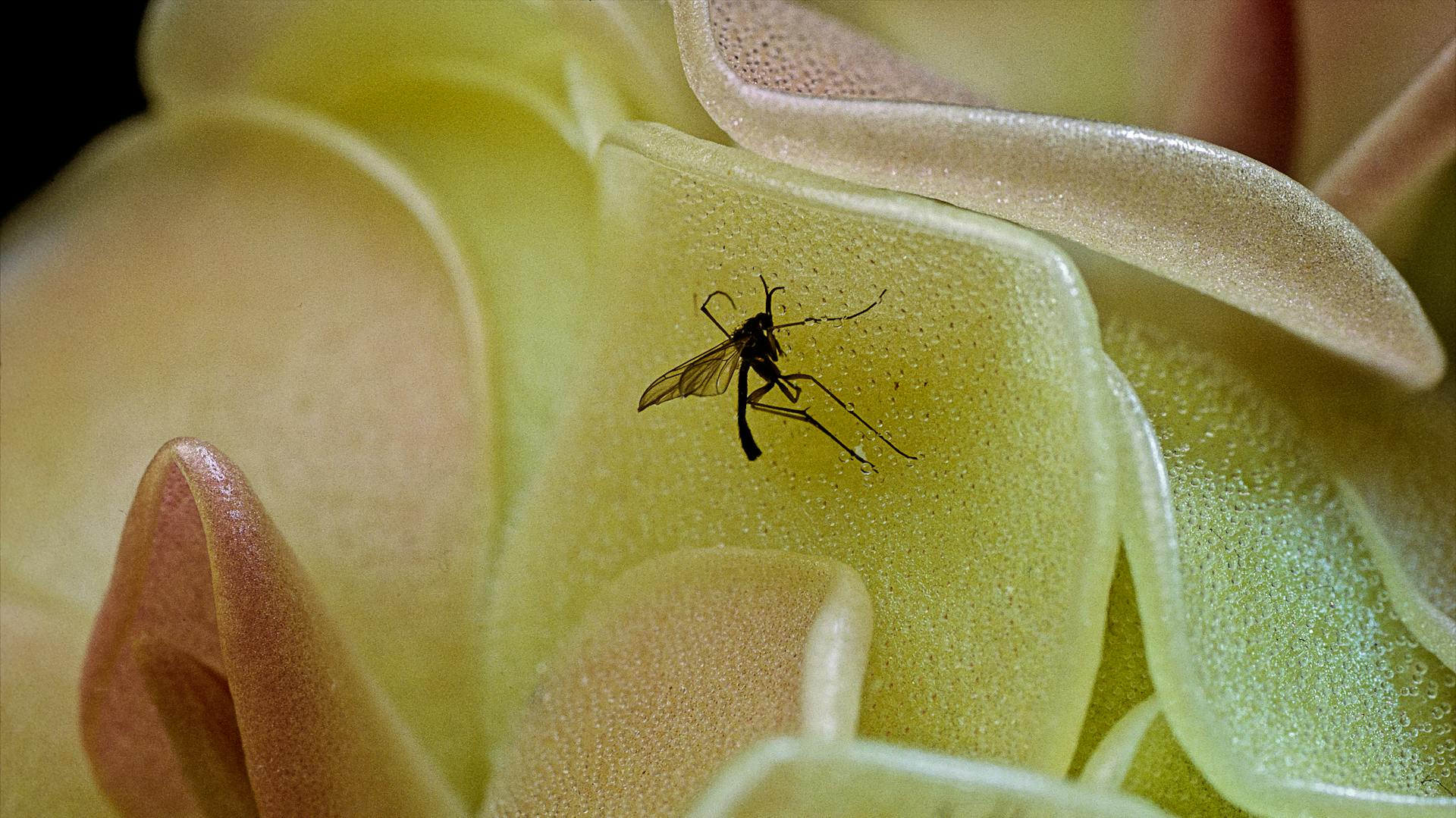 Nahaufnahme einer Trauermücke auf einer Pflanze.