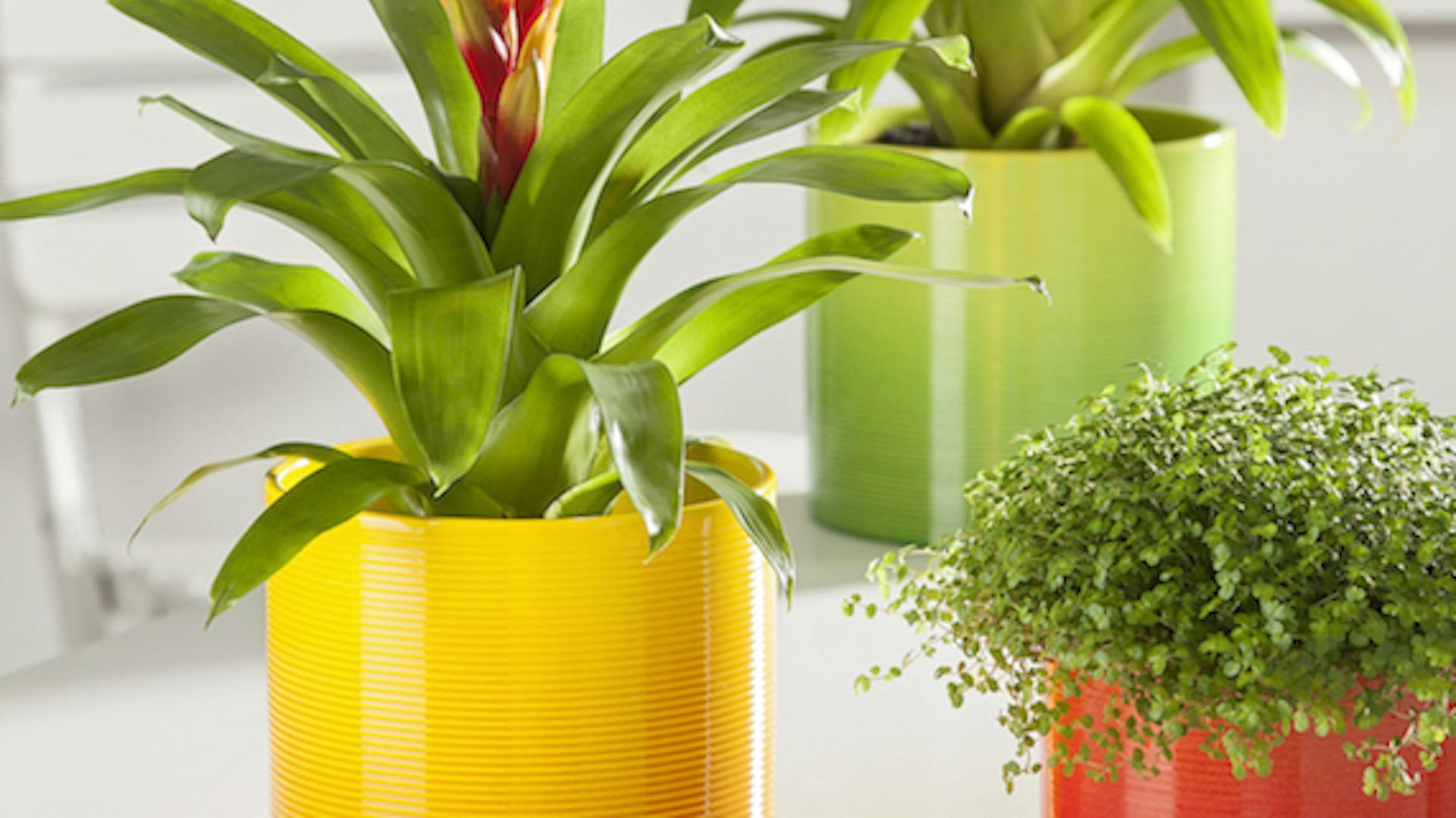 Drei Pflanzen in farbigen Übertöpfen