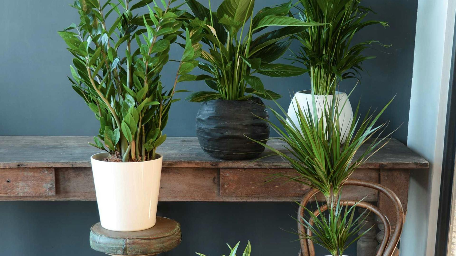 Zimmerpflanzen in Übertöpfen auf Tisch und Stühlen