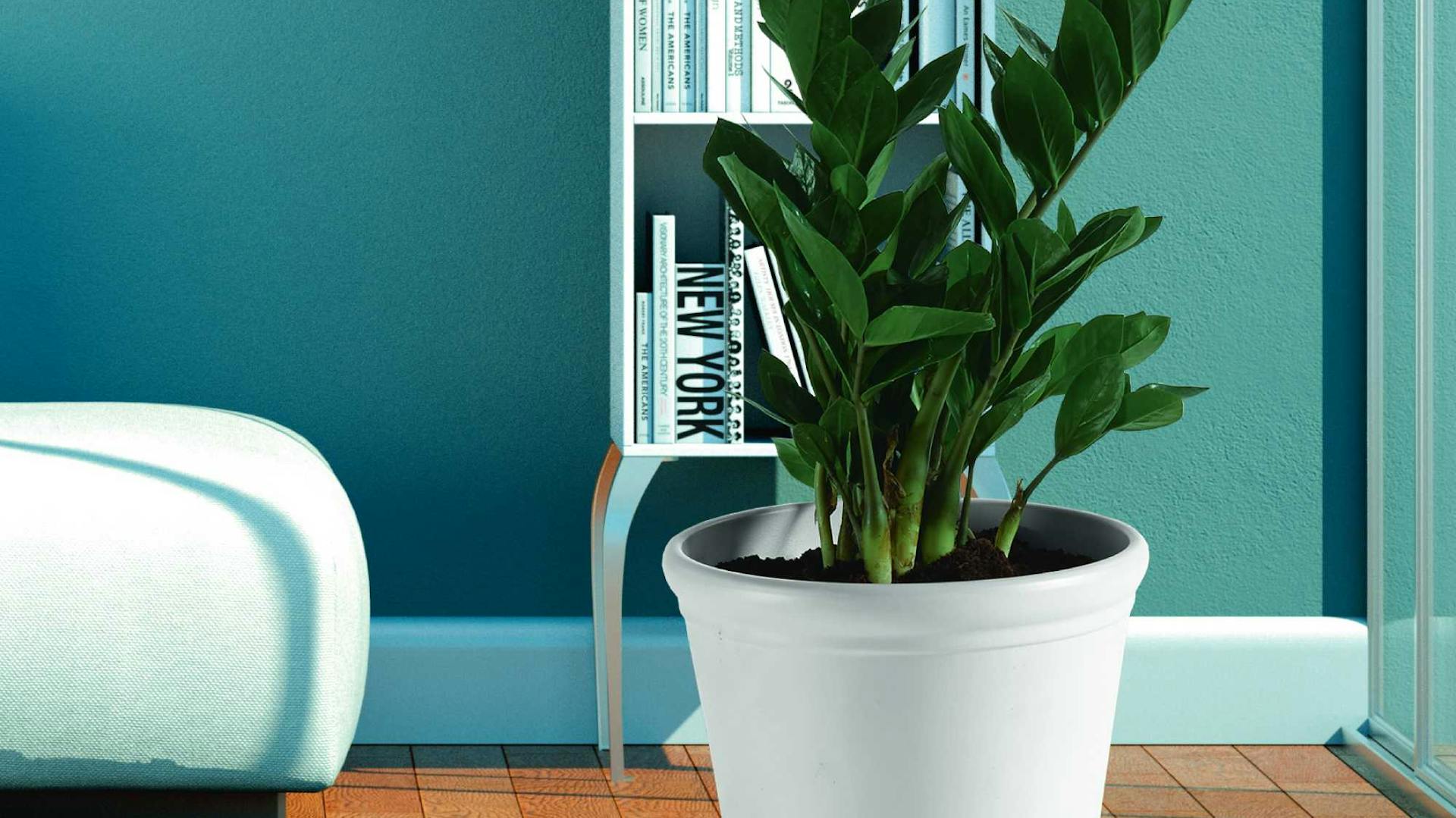 Pflanze in Übertopf auf Pflanzenroller