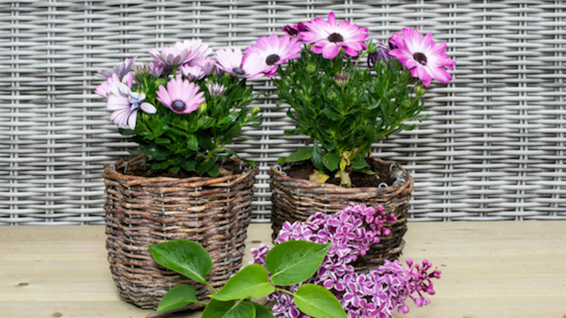 Zwei Blumen in Übertöpfen aus Korb