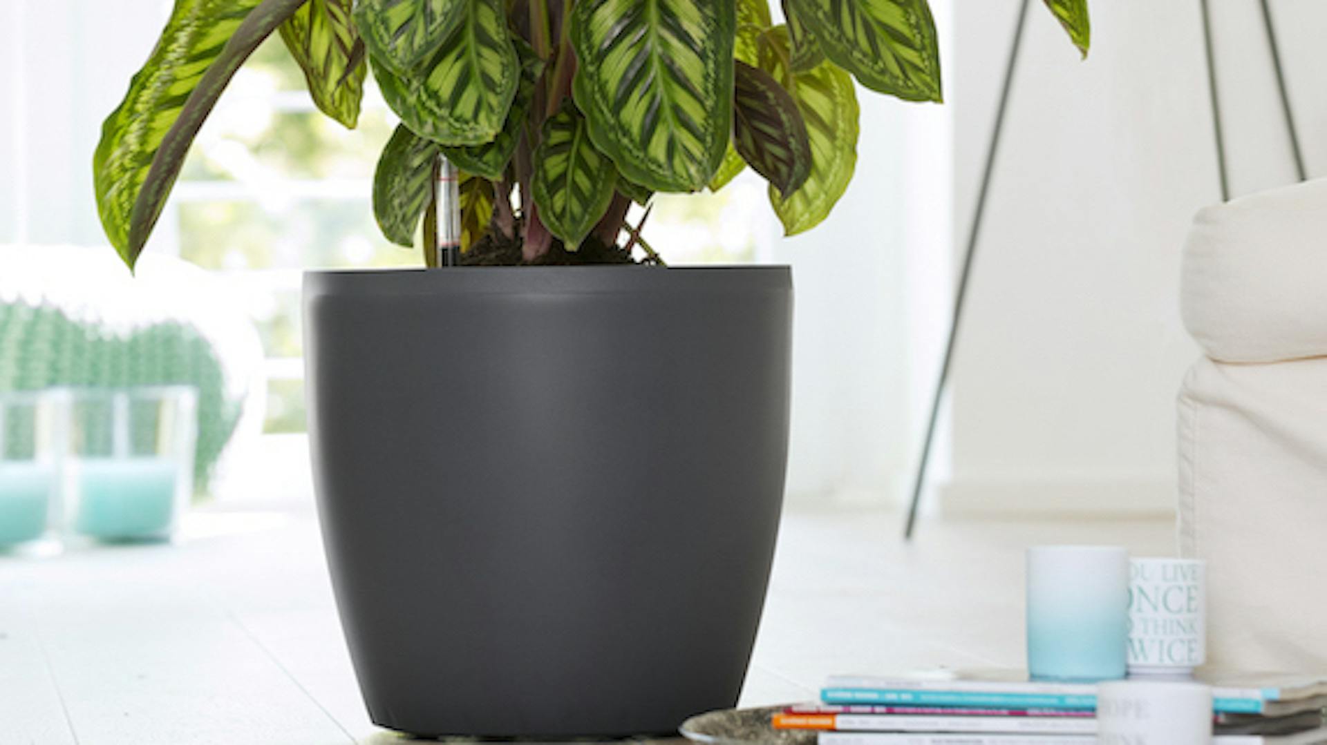 Pflanze in Übertopf aus Kunststoff