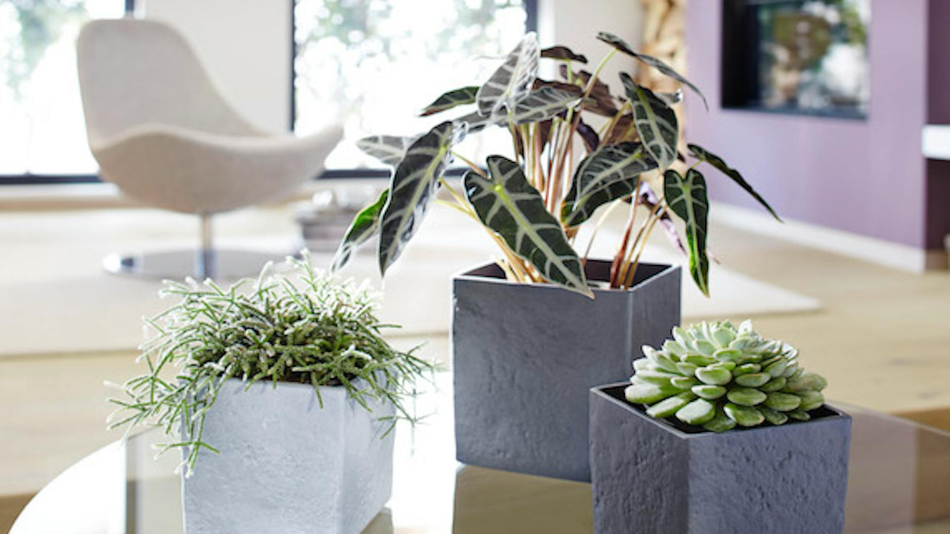 Drei künstliche Pflanzen stehen auf einem Glastisch.